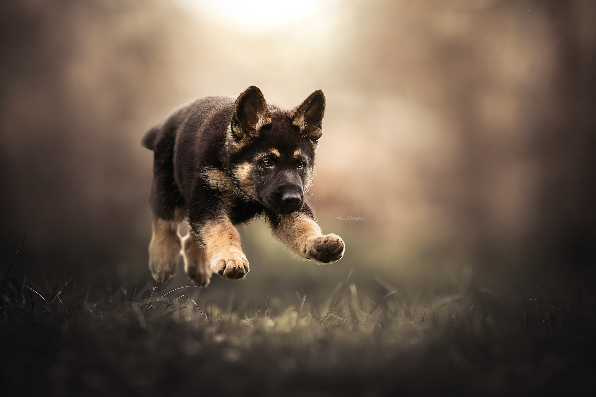Free download wallpaper Dogs, Animal, Puppy, German Shepherd, Baby Animal on your PC desktop