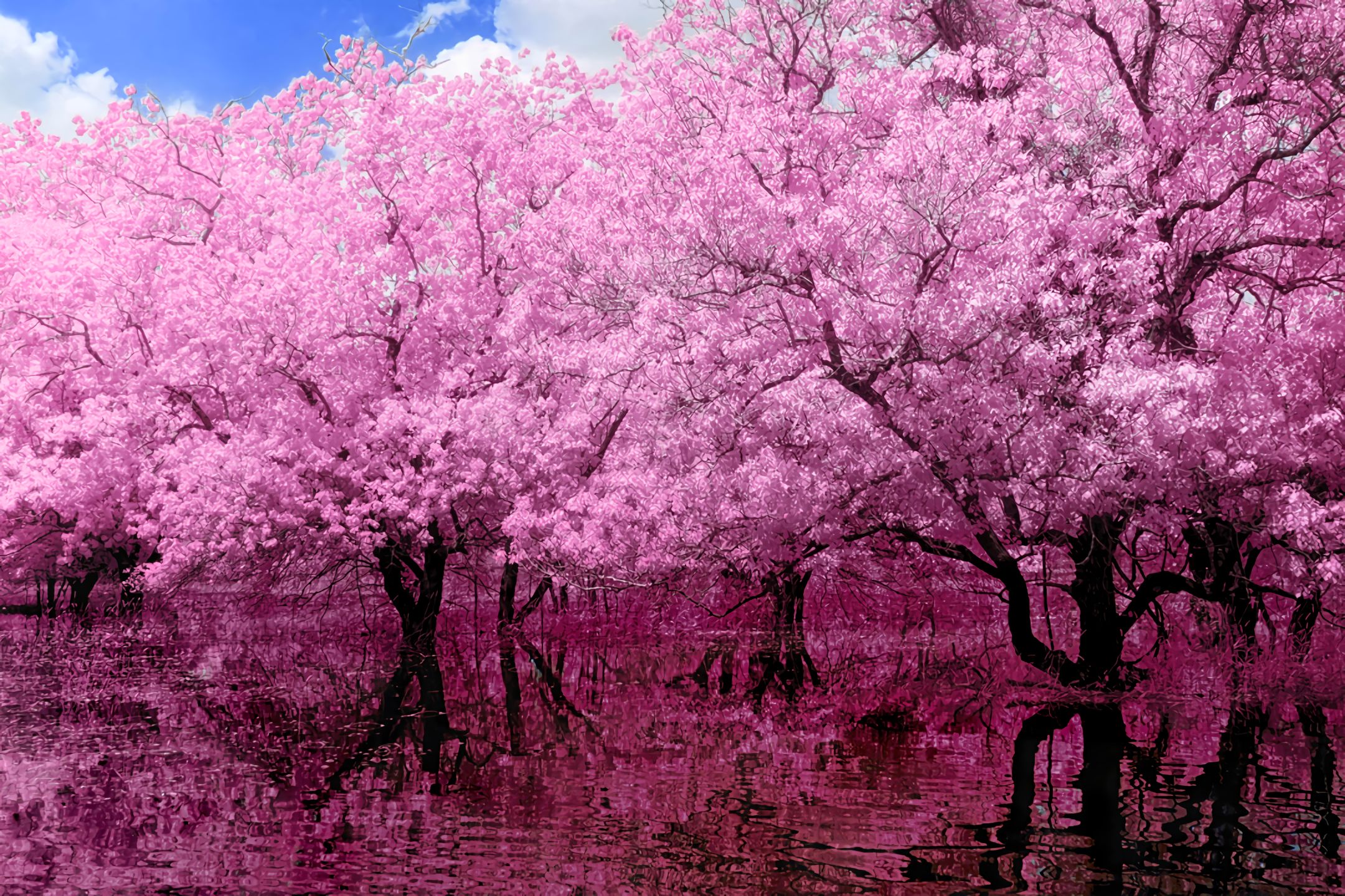 753239 завантажити шпалери рожева квітка, цвітіння, рефлексія, дерево, земля - заставки і картинки безкоштовно