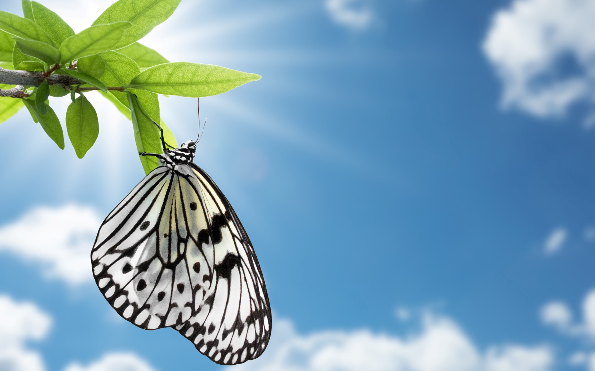 Free download wallpaper Butterfly, Animal on your PC desktop