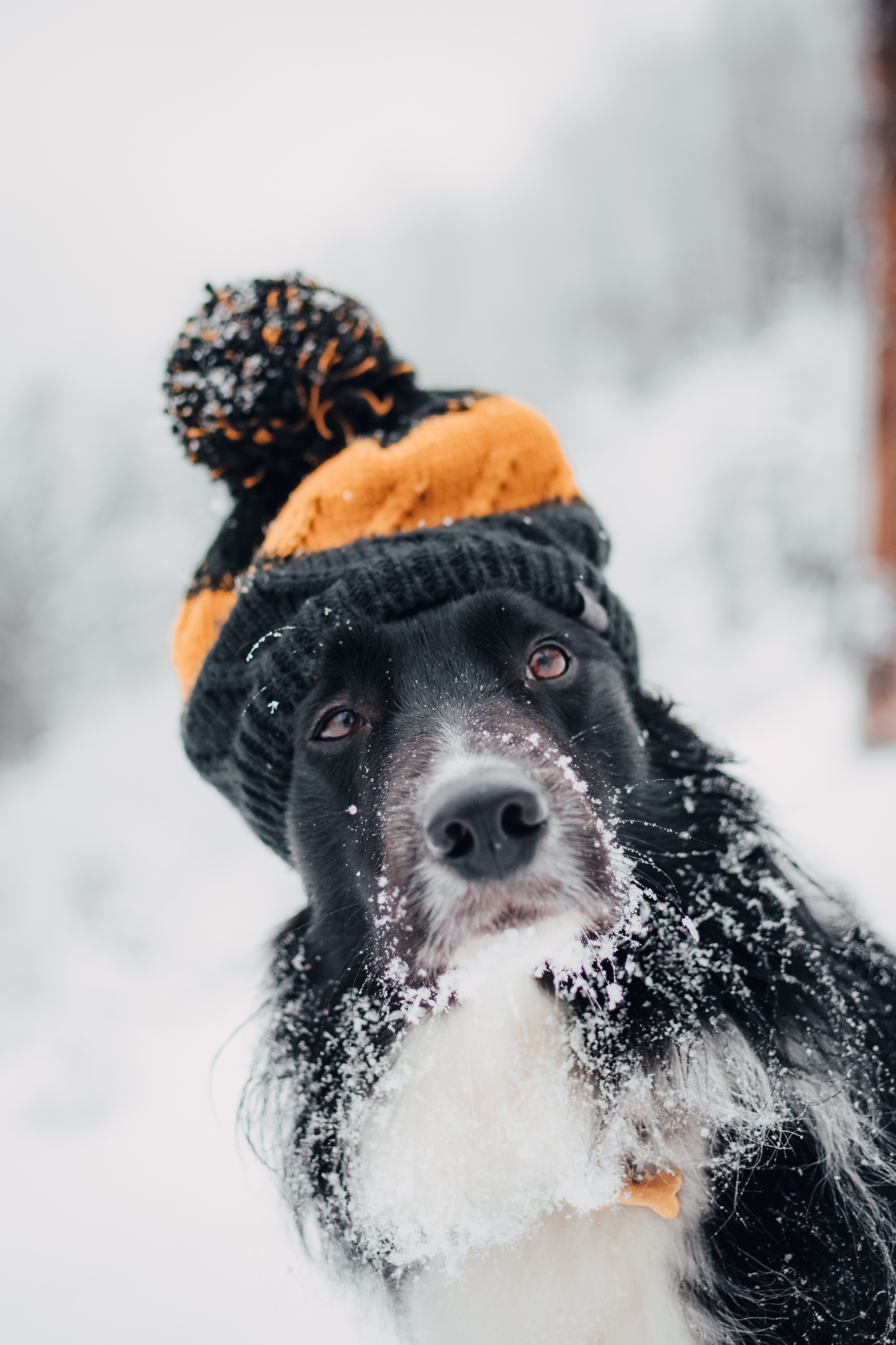 dog, snow, blur, animals, winter, muzzle, smooth, cap