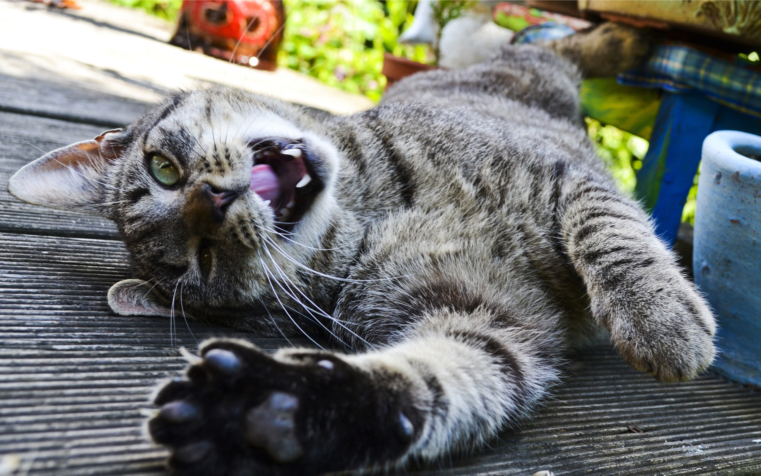 Baixar papel de parede para celular de Animais, Gatos, Gato gratuito.