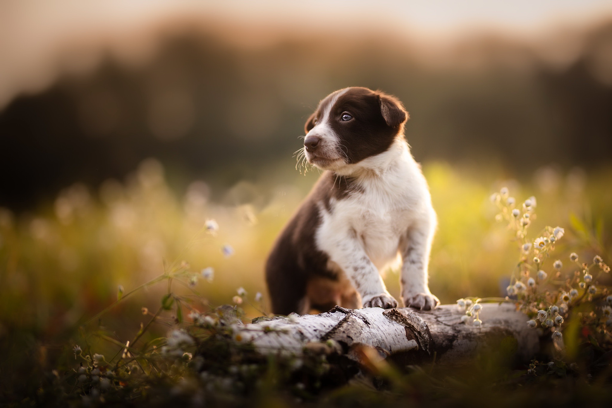 Laden Sie das Tiere, Hunde, Hund, Welpen, Tierbaby-Bild kostenlos auf Ihren PC-Desktop herunter