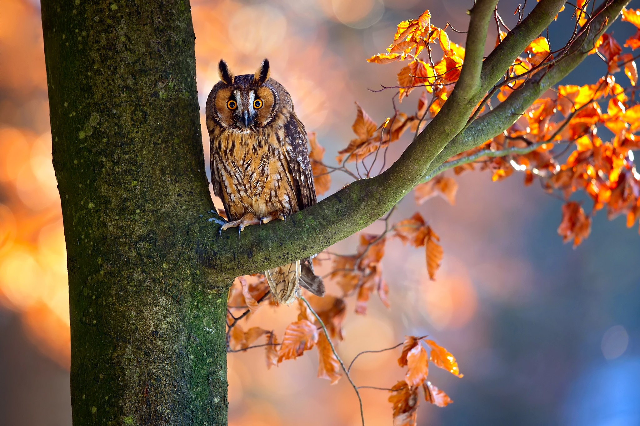 Laden Sie das Tiere, Vögel, Herbst, Eule, Vogel, Ast, Bokeh-Bild kostenlos auf Ihren PC-Desktop herunter