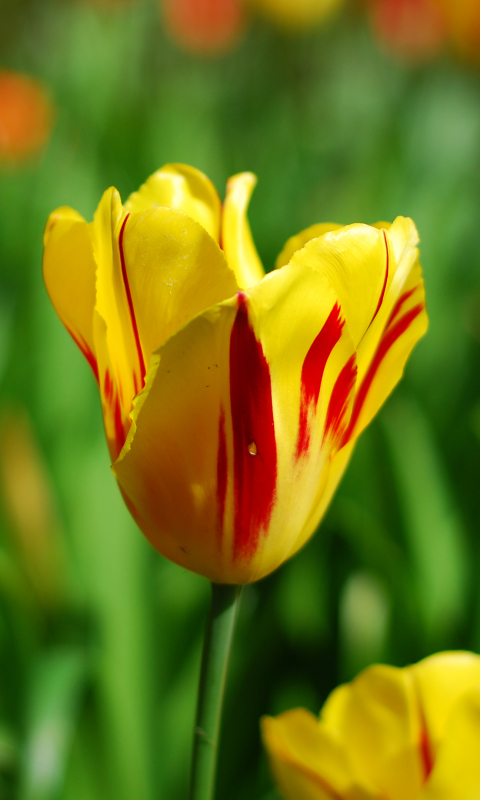 Handy-Wallpaper Blumen, Tulpe, Erde/natur kostenlos herunterladen.