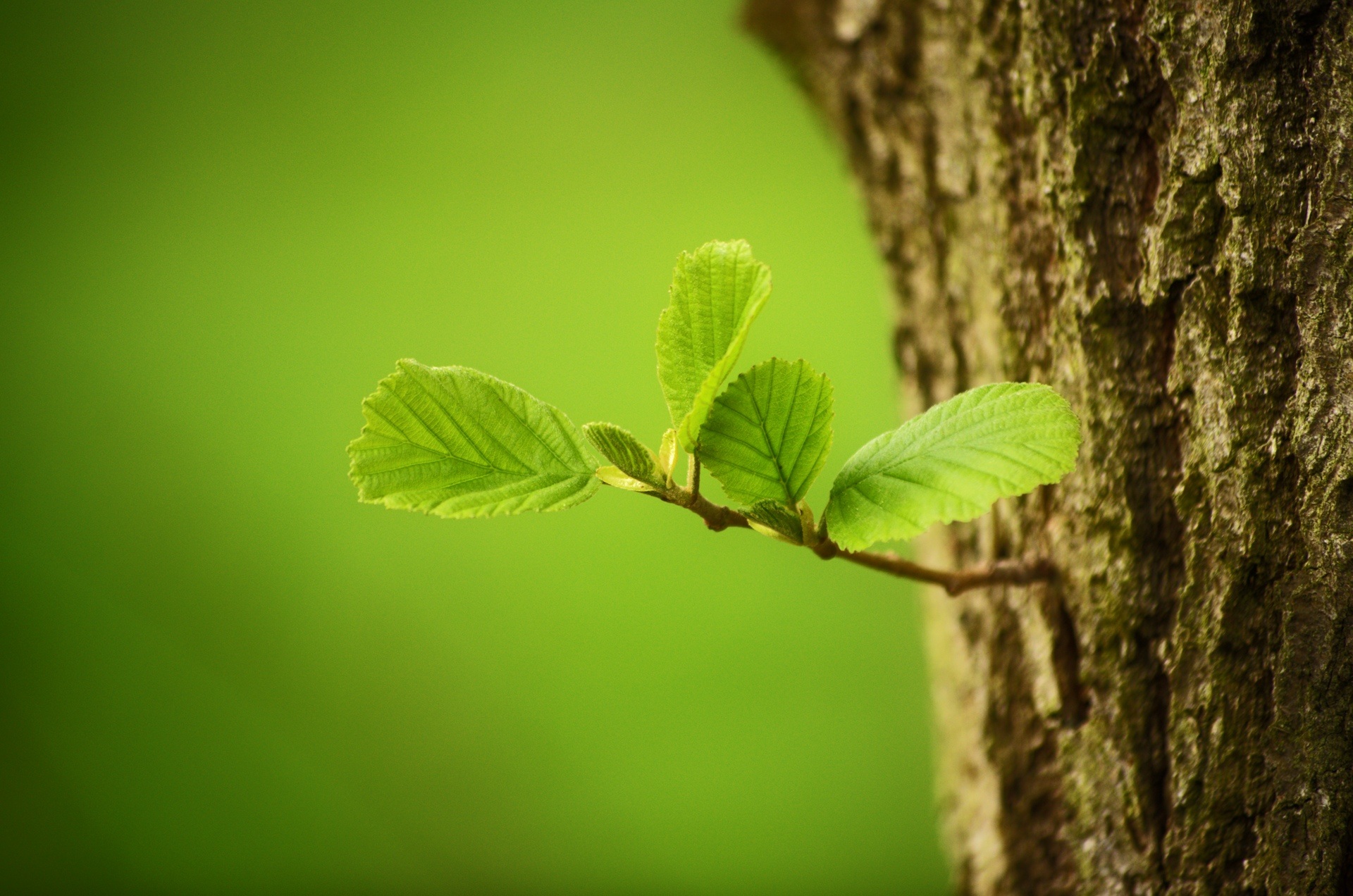 Laden Sie das Natur, Knospe, Baum, Blatt, Erde/natur-Bild kostenlos auf Ihren PC-Desktop herunter