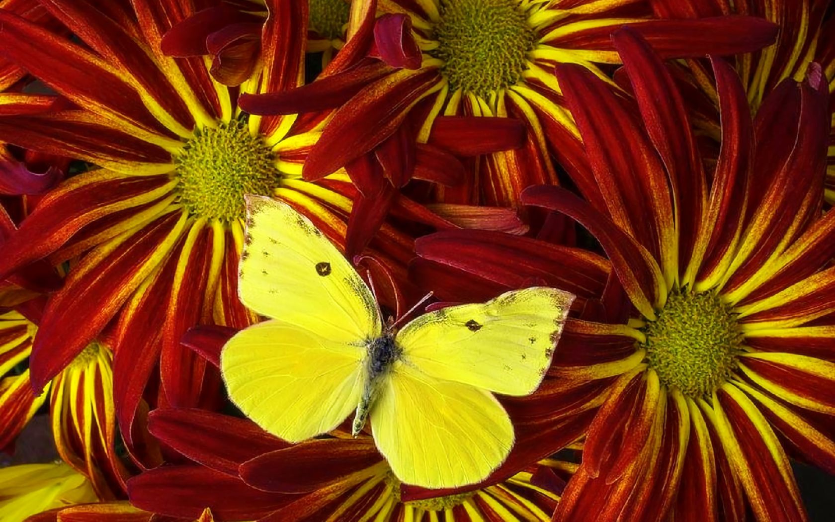 無料モバイル壁紙動物, 蝶, 秋, 花, 黄色, デイジー, オレンジ色）をダウンロードします。