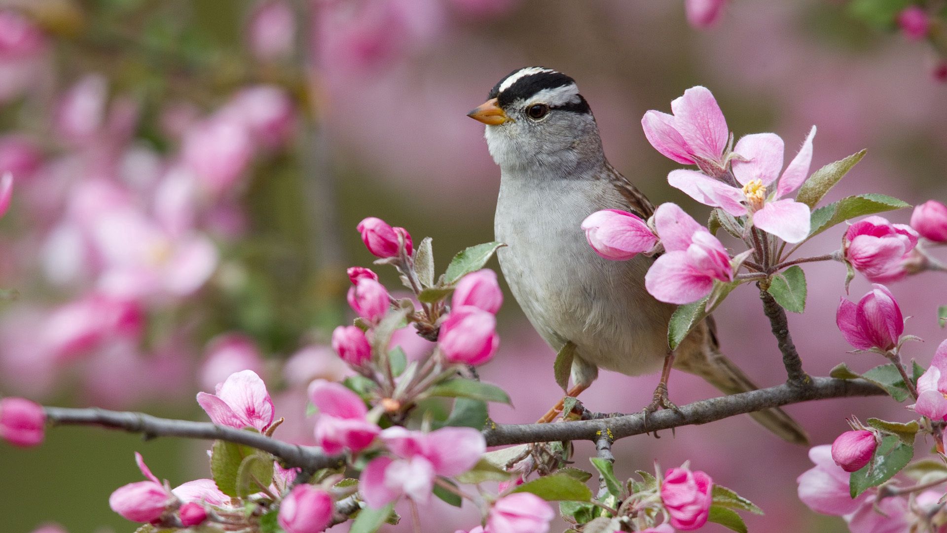 59081画像をダウンロード動物, フラワーズ, 鳥, スズメ, 雀, ブランチ, 枝, 咲く, 開花-壁紙とスクリーンセーバーを無料で