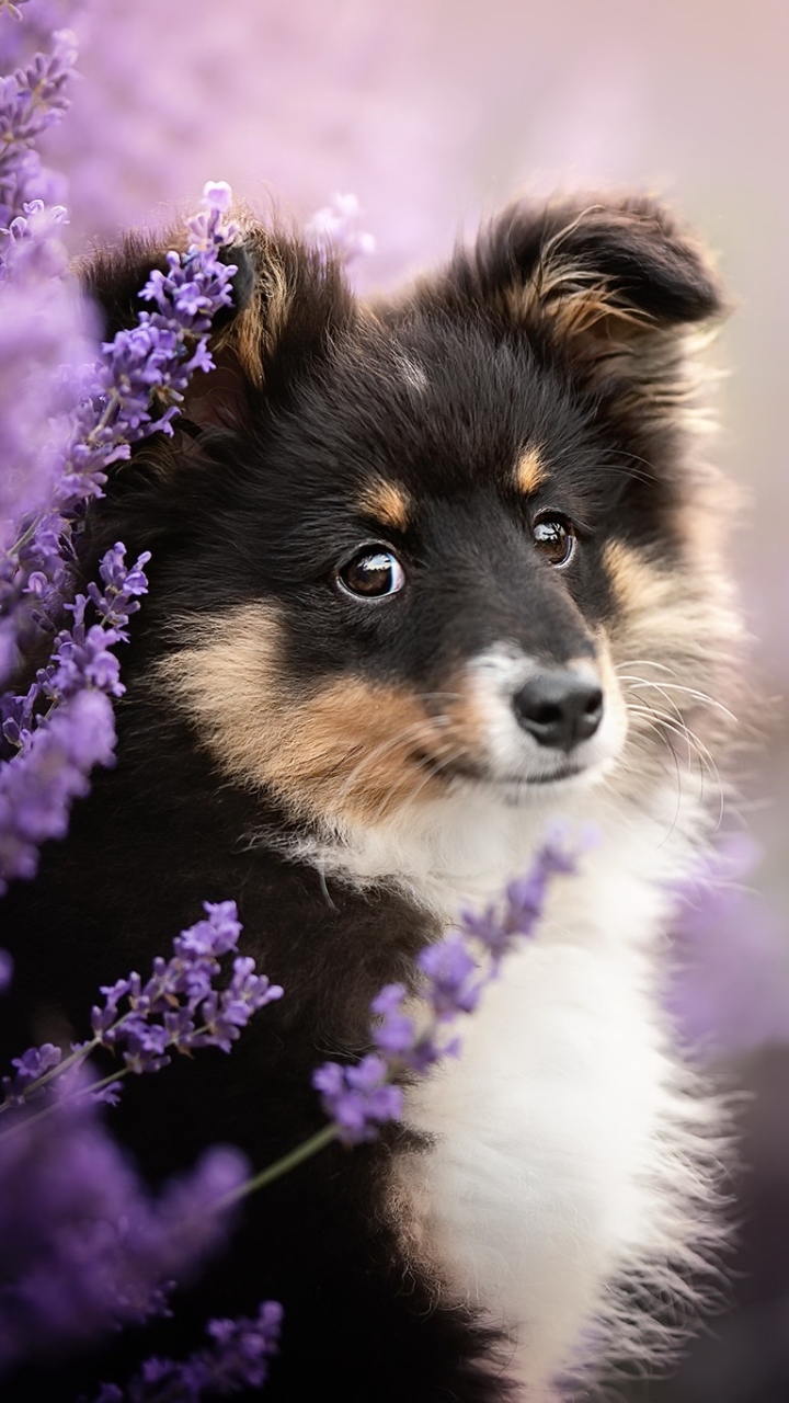 Download mobile wallpaper Dogs, Dog, Animal, Puppy, Purple Flower, Baby Animal for free.