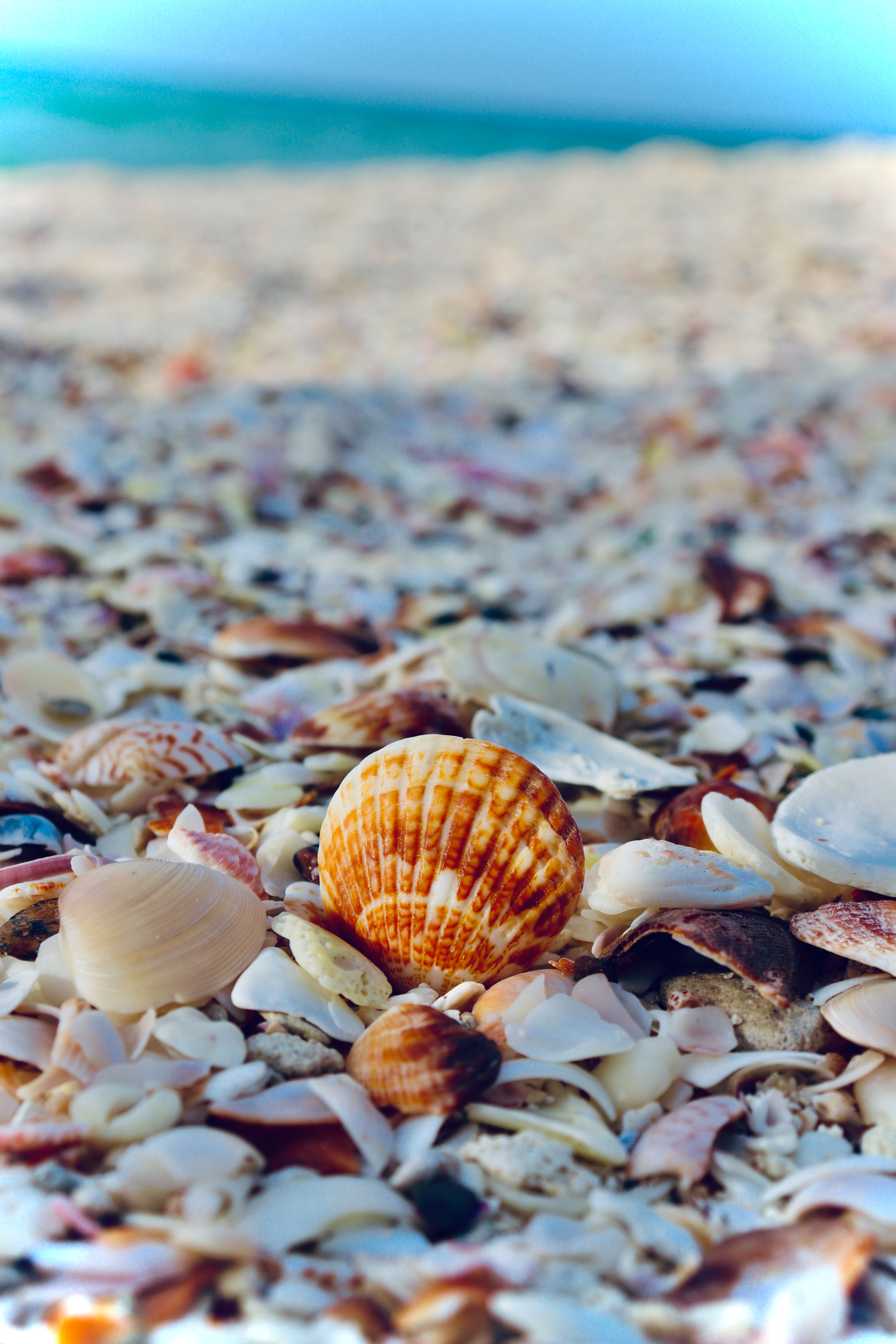 nature, sea, beach, shells, relaxation, rest