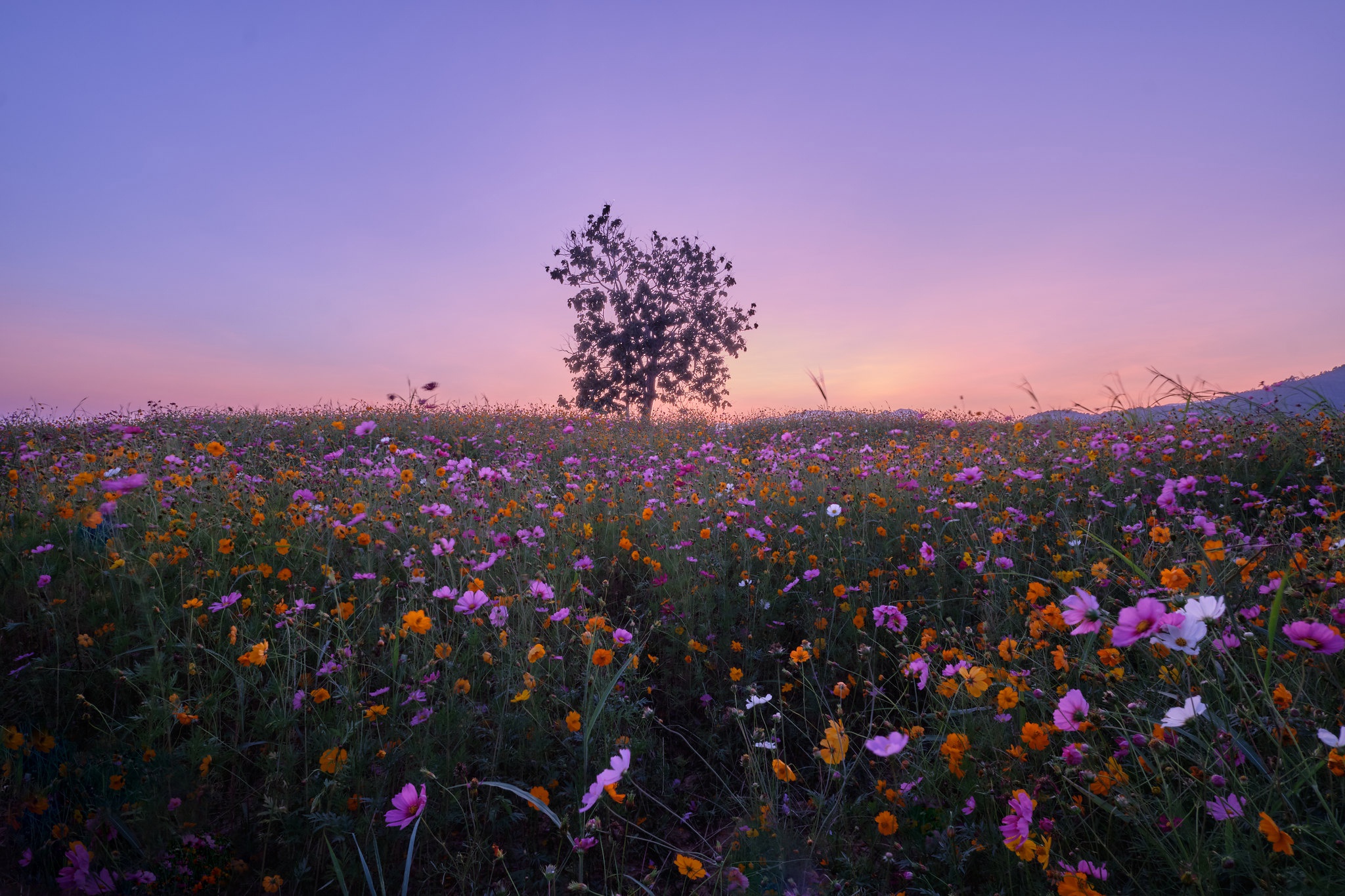Laden Sie das Natur, Blumen, Blume, Erde/natur-Bild kostenlos auf Ihren PC-Desktop herunter