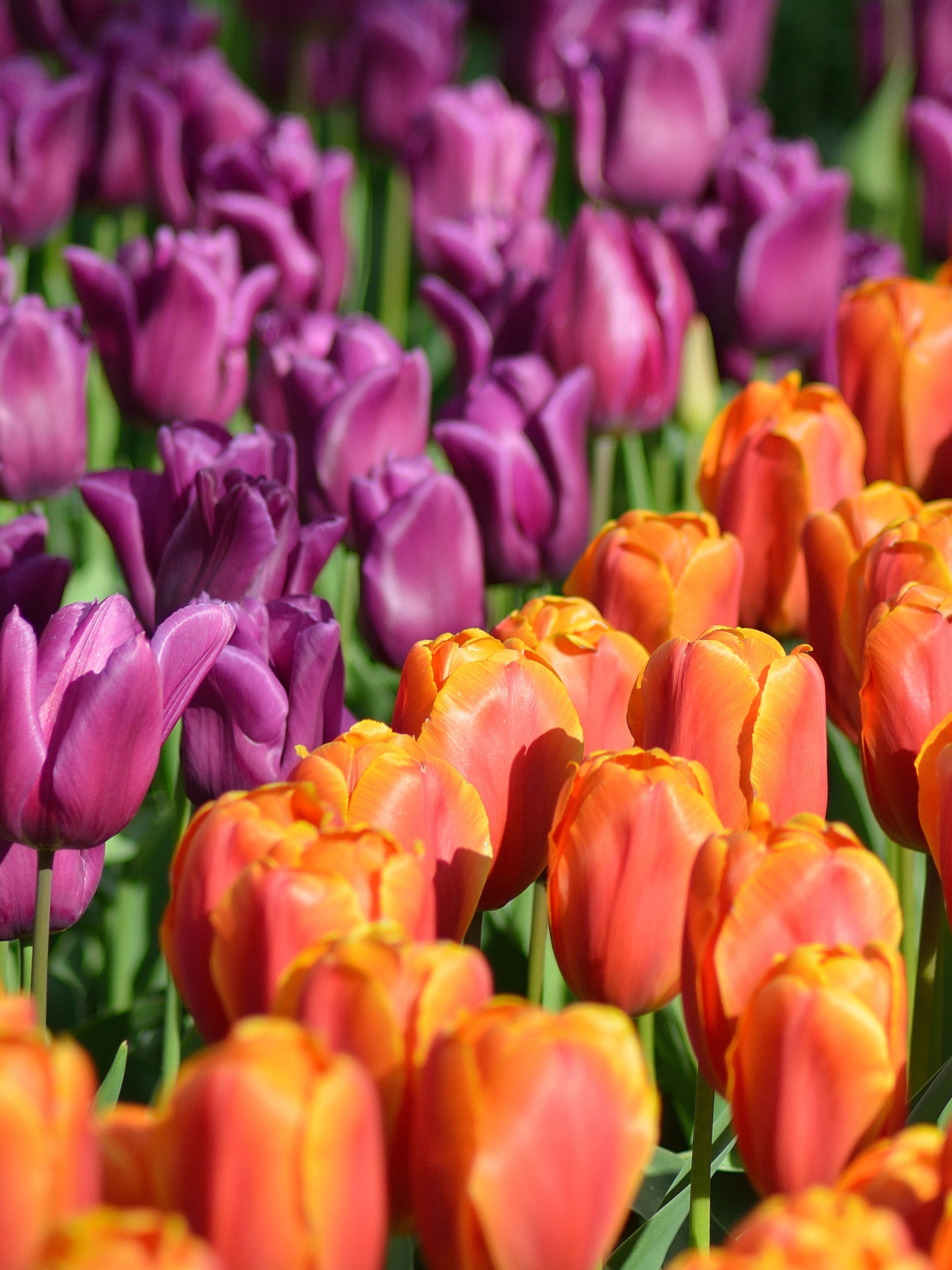 Download mobile wallpaper Nature, Flowers, Summer, Flower, Earth, Tulip, Purple Flower, Orange Flower for free.
