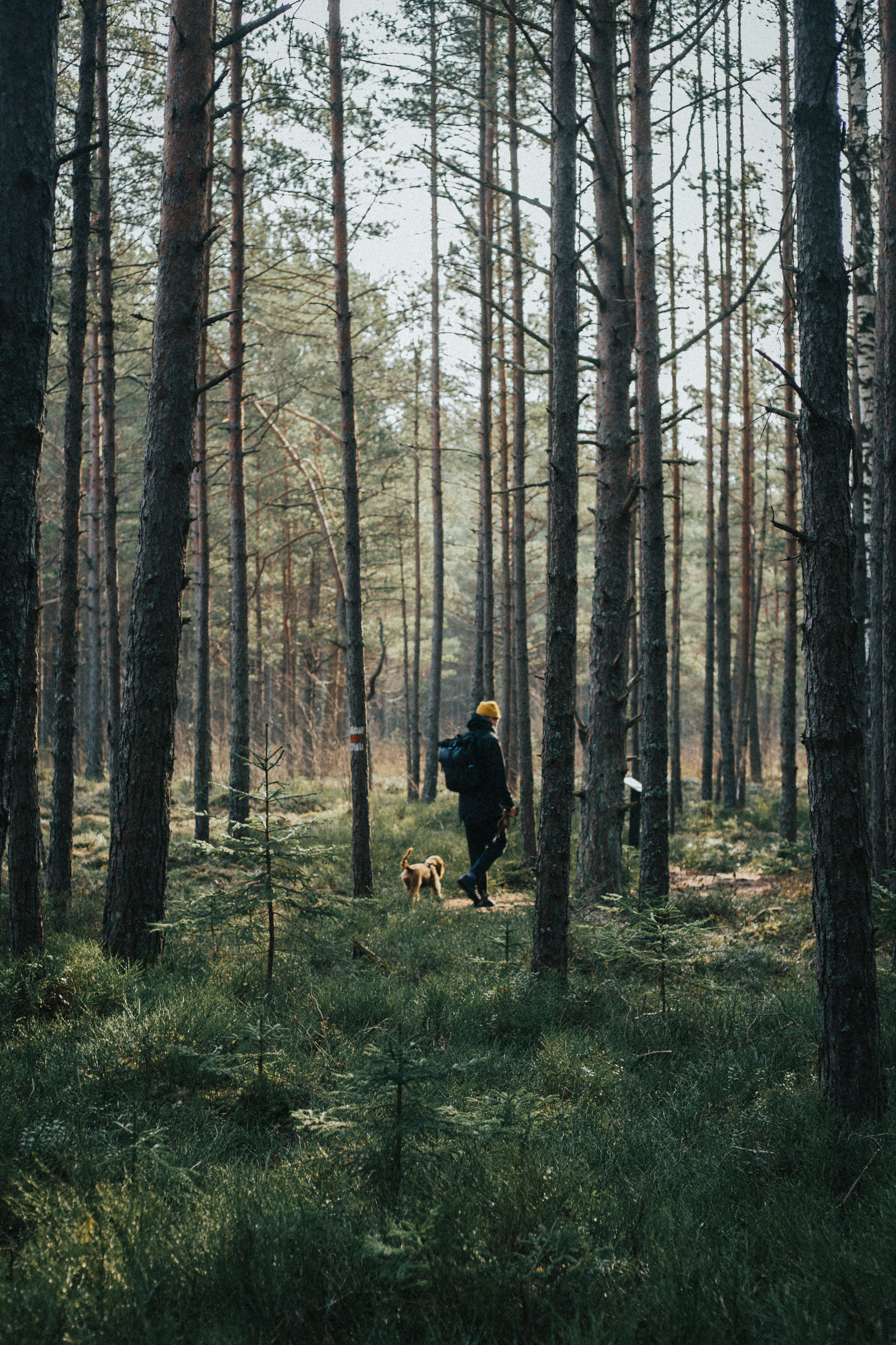 person, nature, trees, miscellanea, miscellaneous, forest, dog, stroll, human