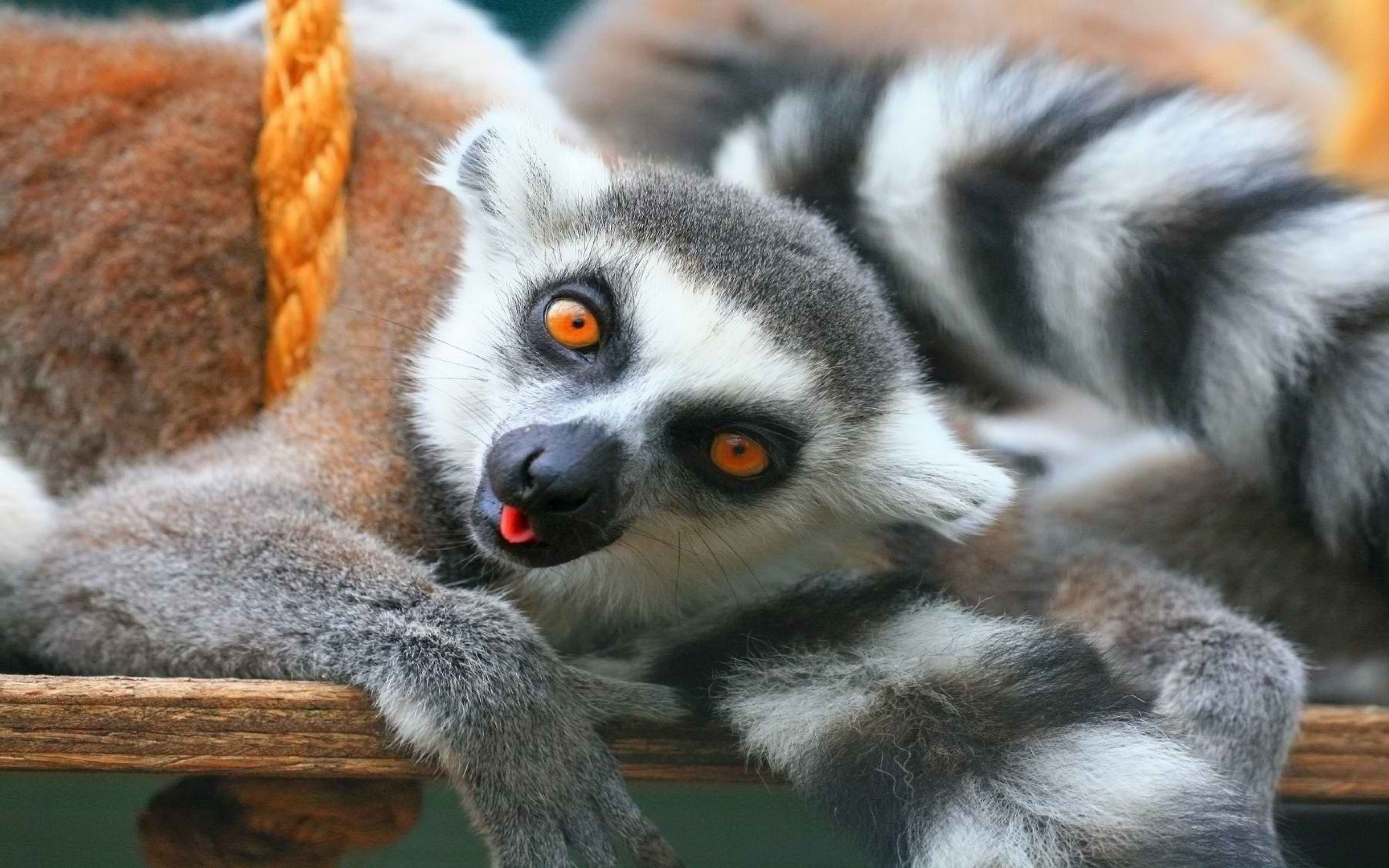 Handy-Wallpaper Tiere, Lemur, Affen kostenlos herunterladen.