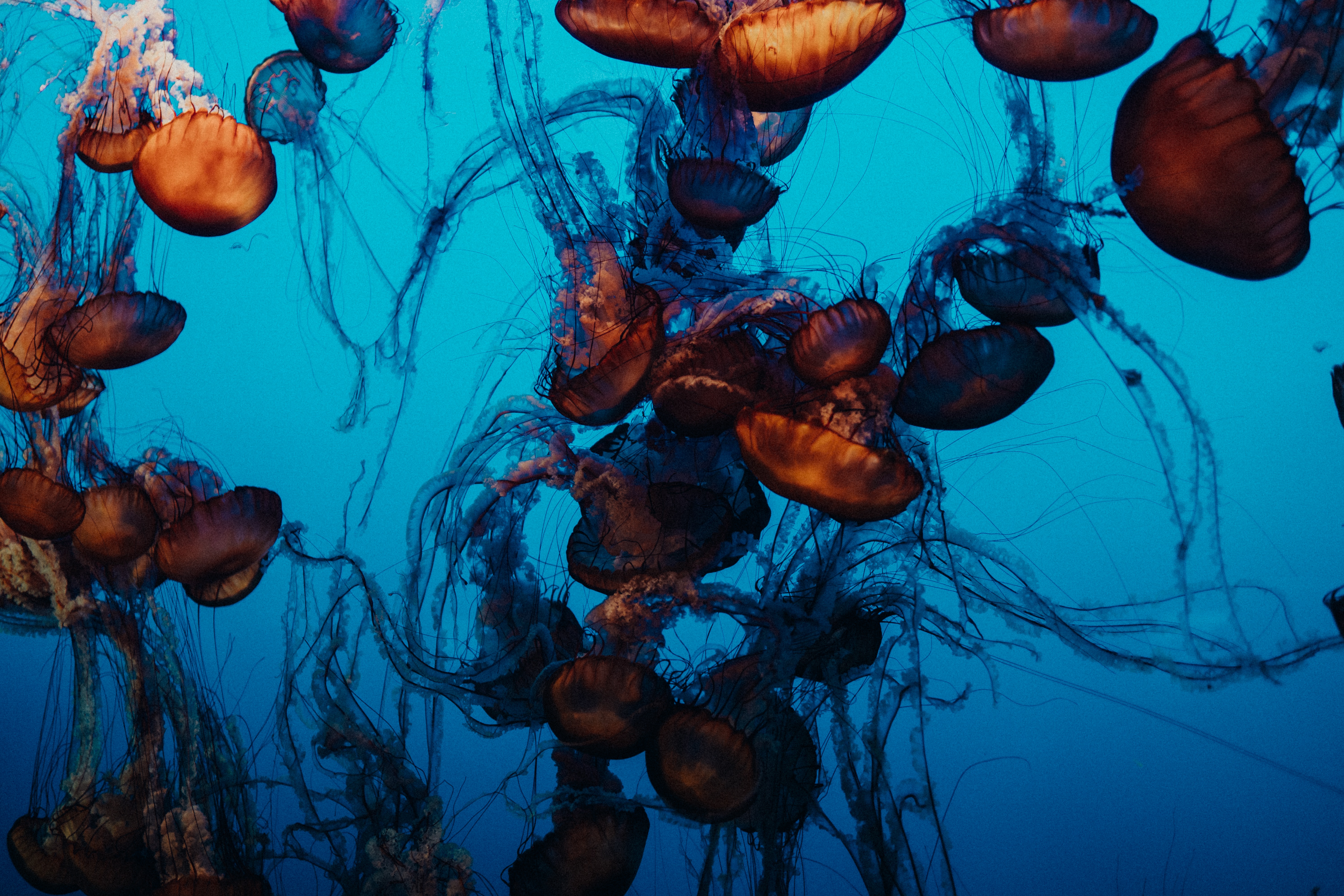 143707 завантажити картинку тварини, вода, медузи, плавання, підводний світ, щупальці, щупальця - шпалери і заставки безкоштовно