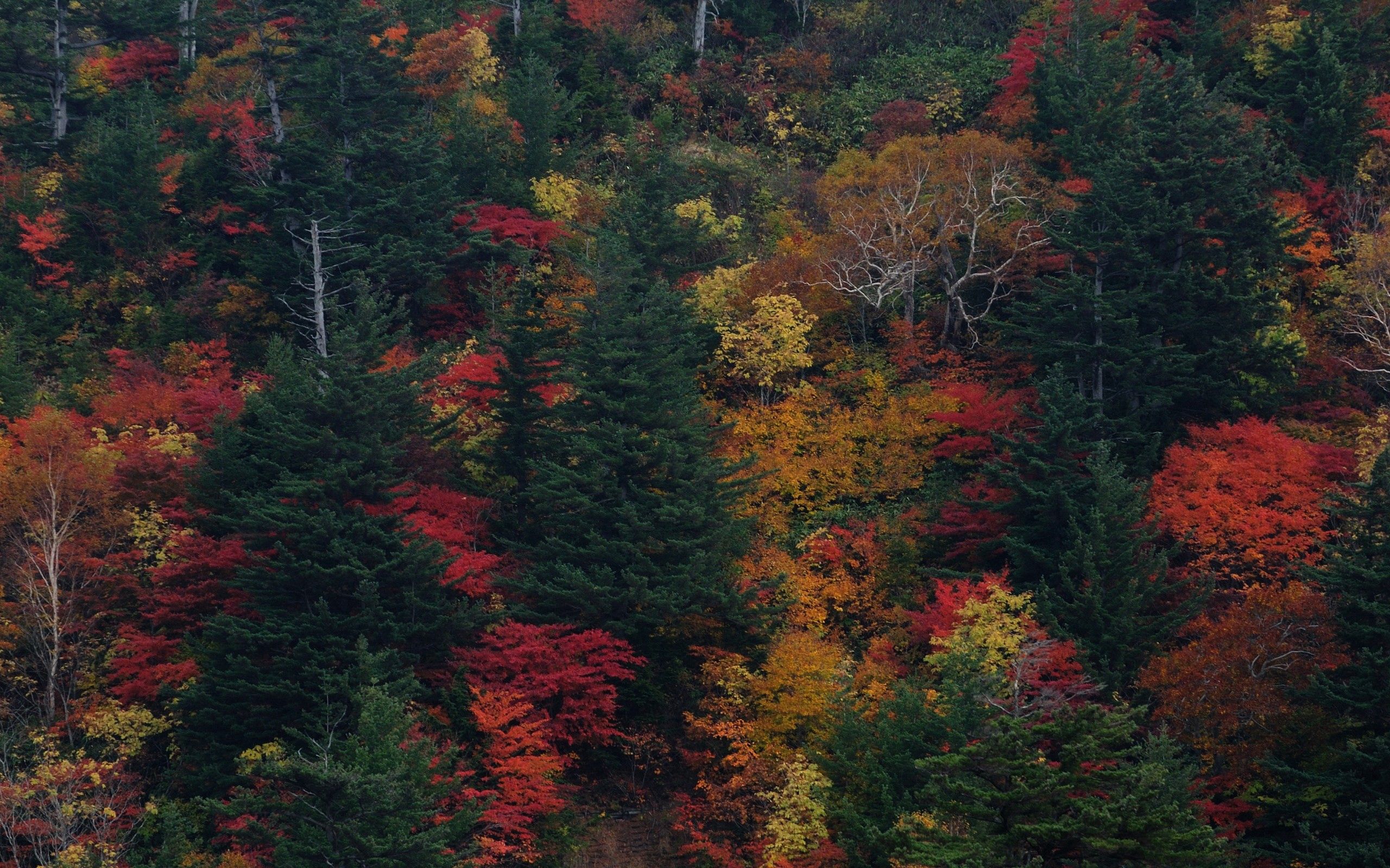 Скачать обои бесплатно Природа, Деревья, Вид Сверху, Листья, Осень картинка на рабочий стол ПК