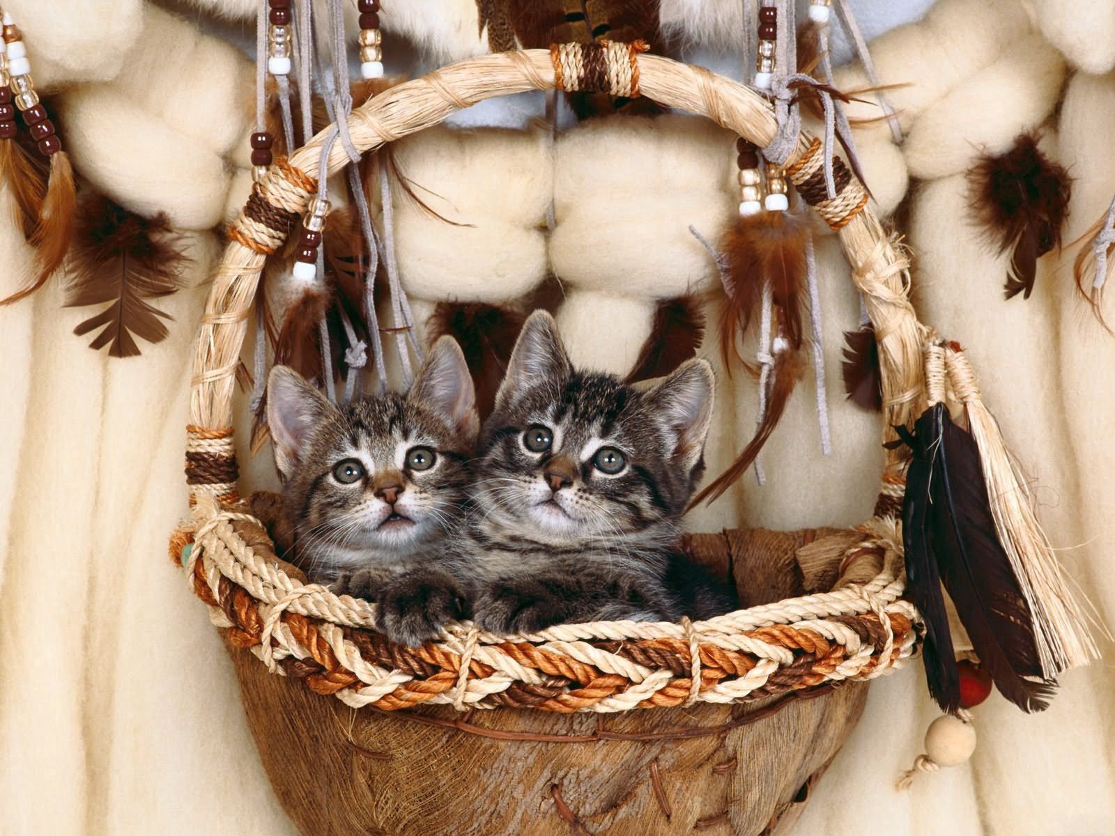 Download mobile wallpaper Animals, Basket, Kittens, Couple, Pair for free.