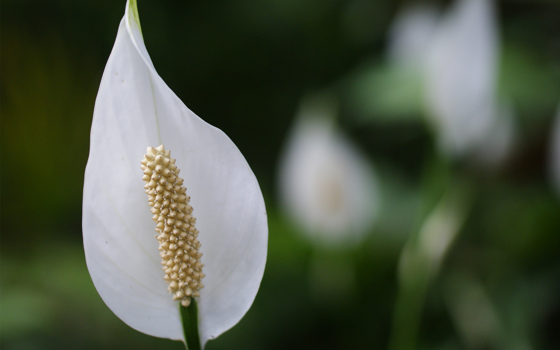 Téléchargez gratuitement l'image Fleurs, Fleur, Terre/nature sur le bureau de votre PC