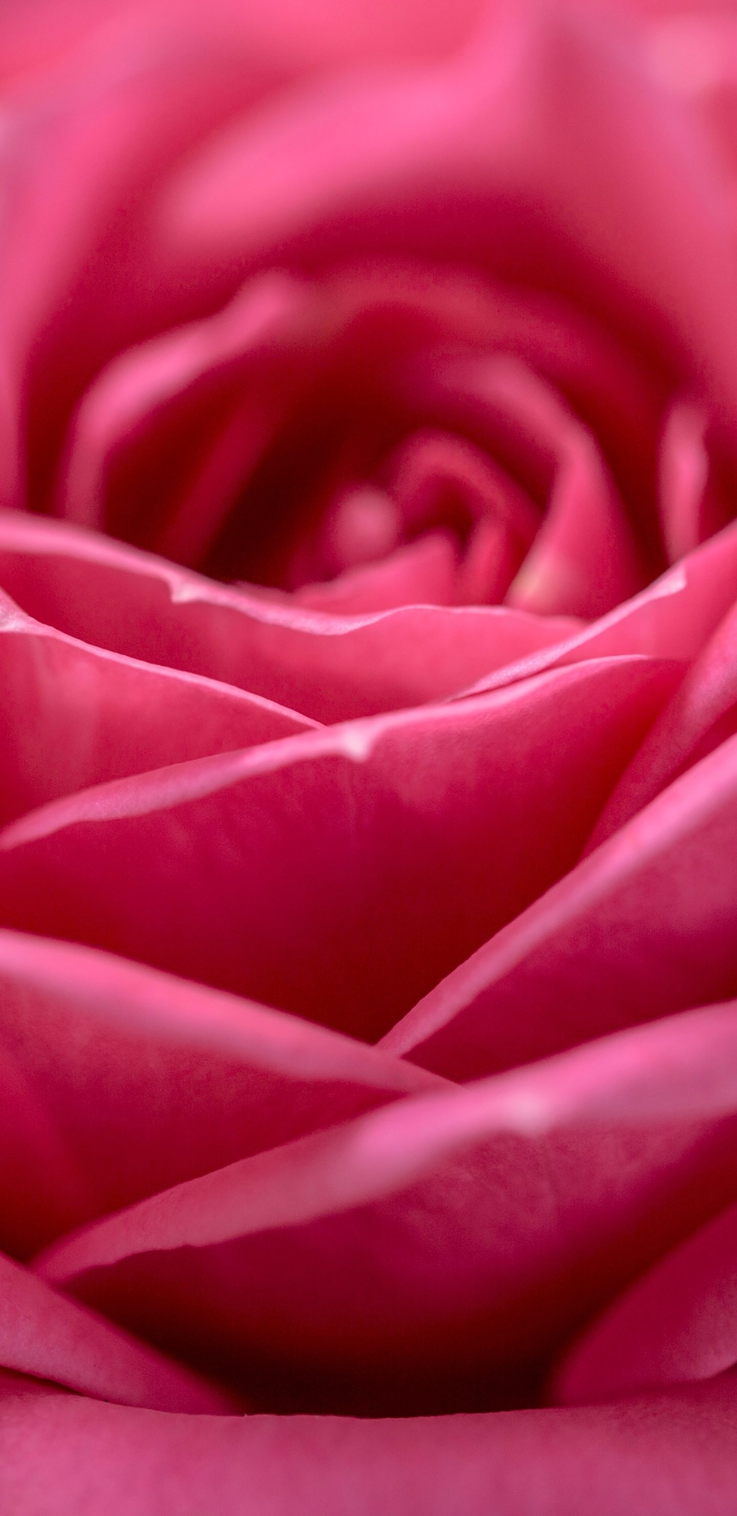 Скачать обои бесплатно Цветок, Макро, Роза, Земля/природа, Розовый Цветок, Макрос, Флауэрсы картинка на рабочий стол ПК