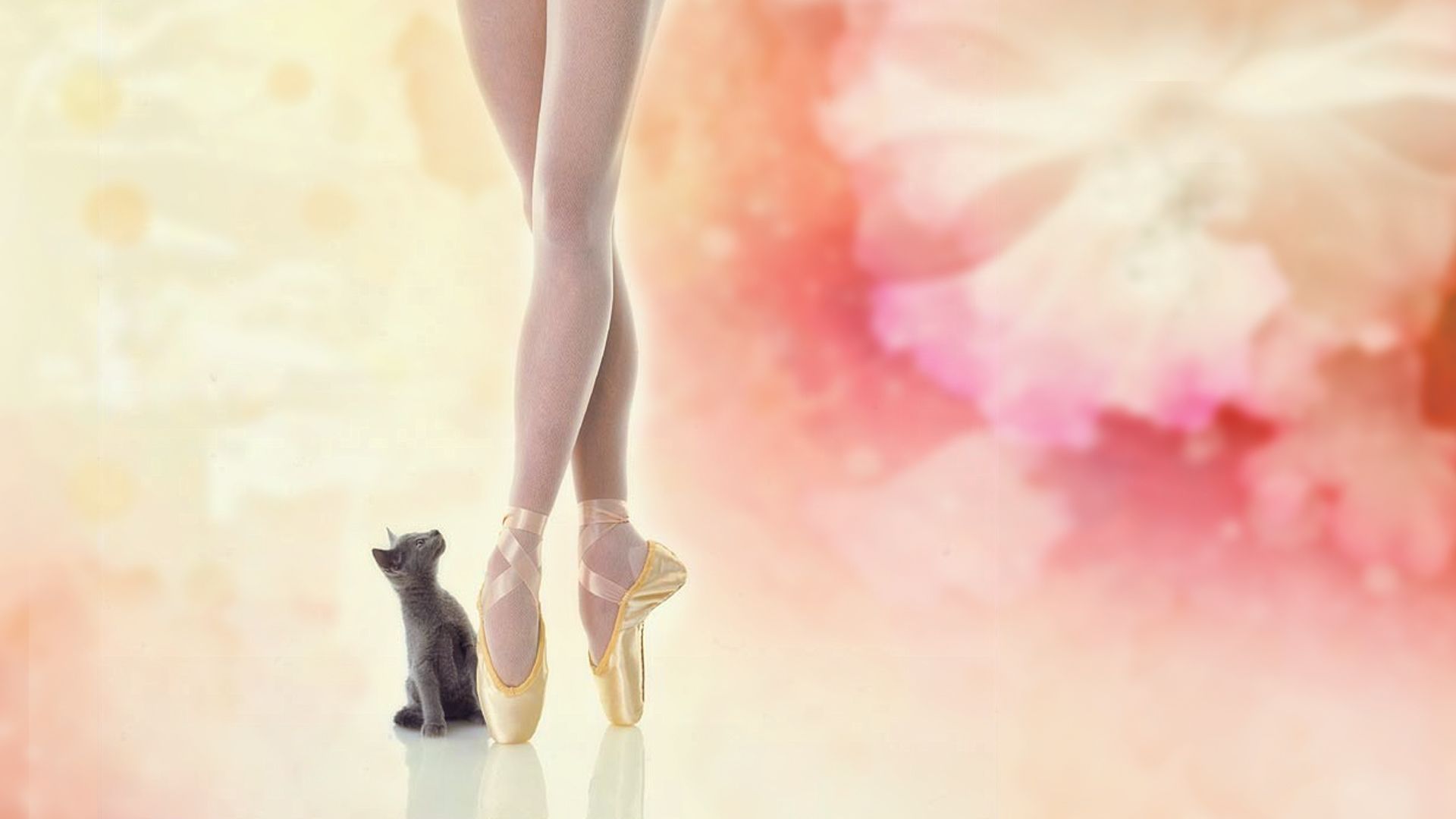 ballerina, artistic, cat, kitten