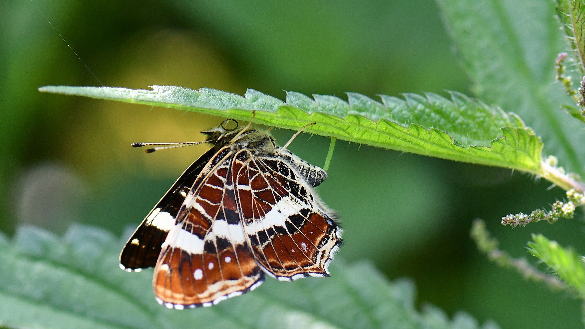 無料モバイル壁紙動物, 蝶, 大きい, 虫をダウンロードします。