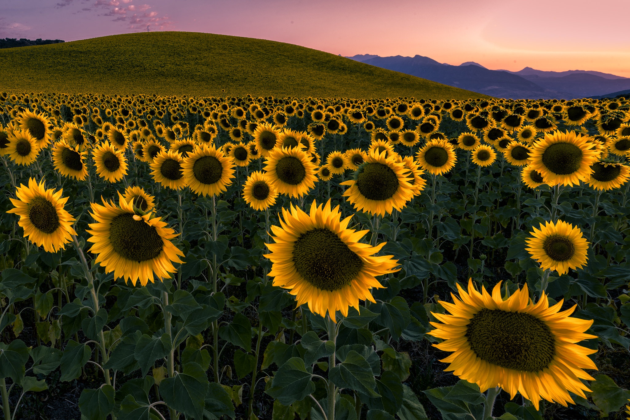 Téléchargez gratuitement l'image Fleurs, Été, Tournesol, Fleur Jaune, La Nature, Terre/nature sur le bureau de votre PC