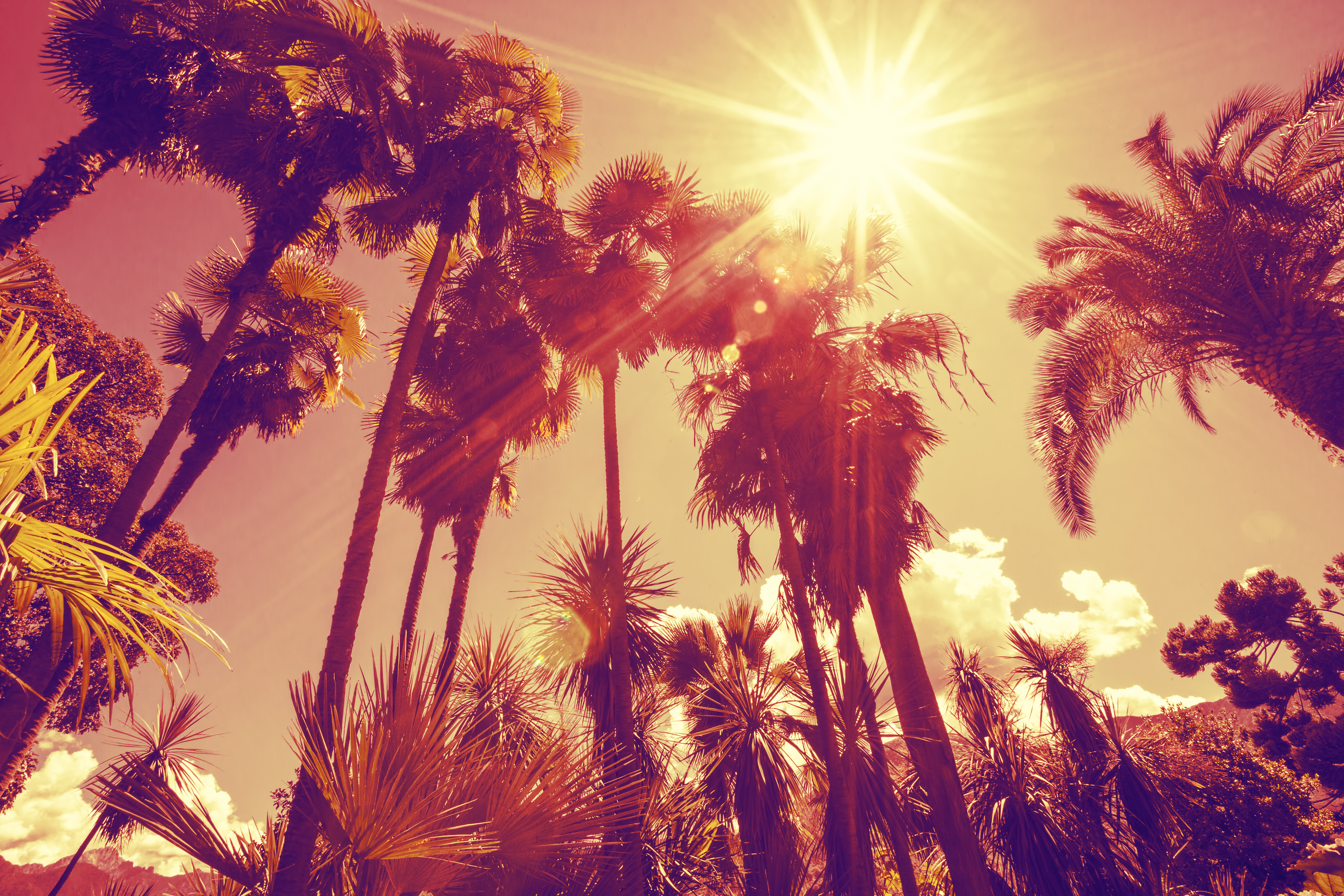 Free download wallpaper Sun, Earth, Sunbeam, Palm Tree on your PC desktop