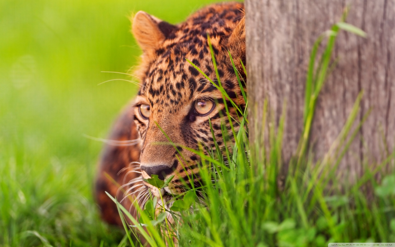 Handy-Wallpaper Tiere, Leopard kostenlos herunterladen.