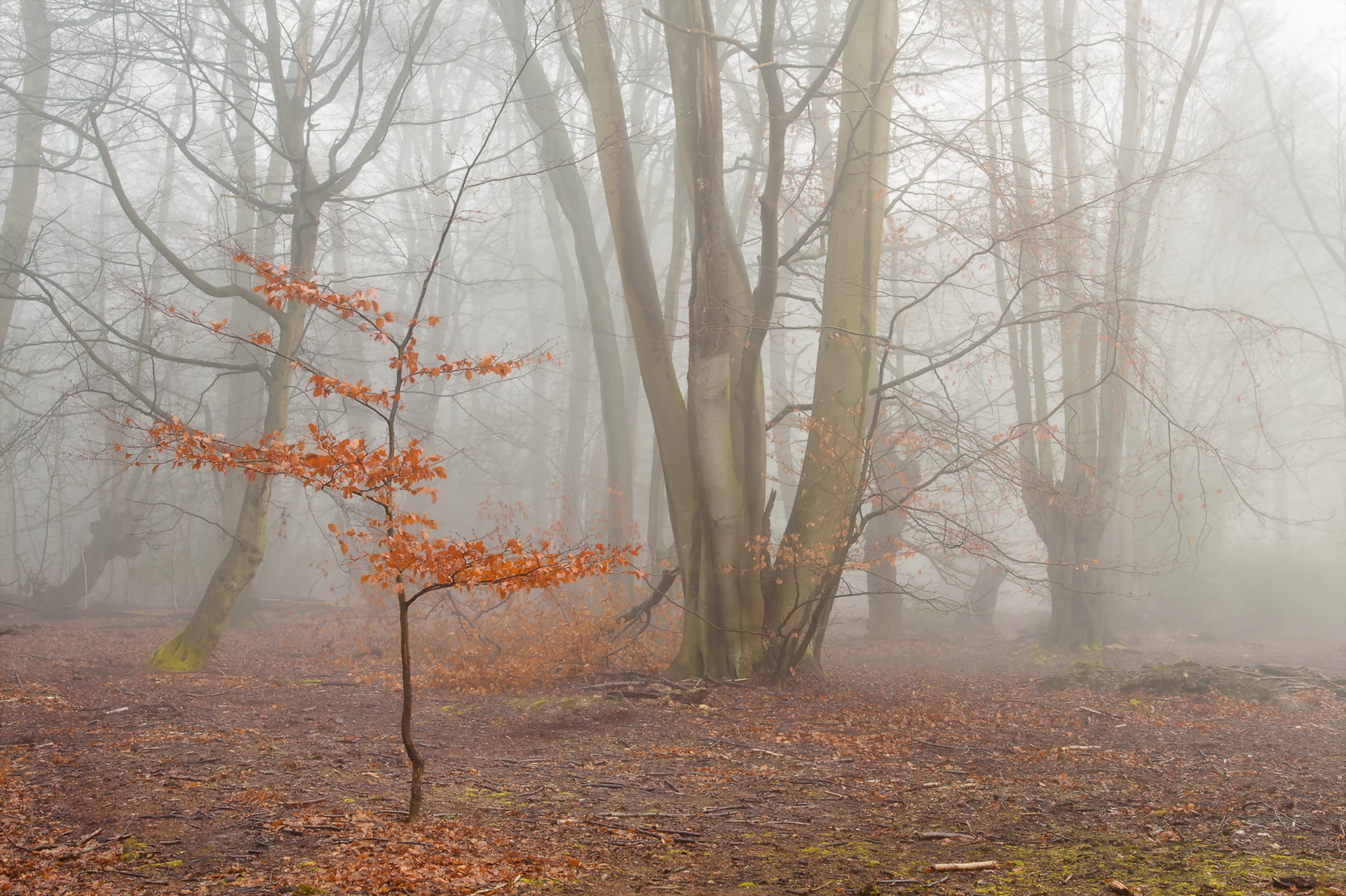 Laden Sie das Natur, Wald, Nebel, Erde/natur-Bild kostenlos auf Ihren PC-Desktop herunter