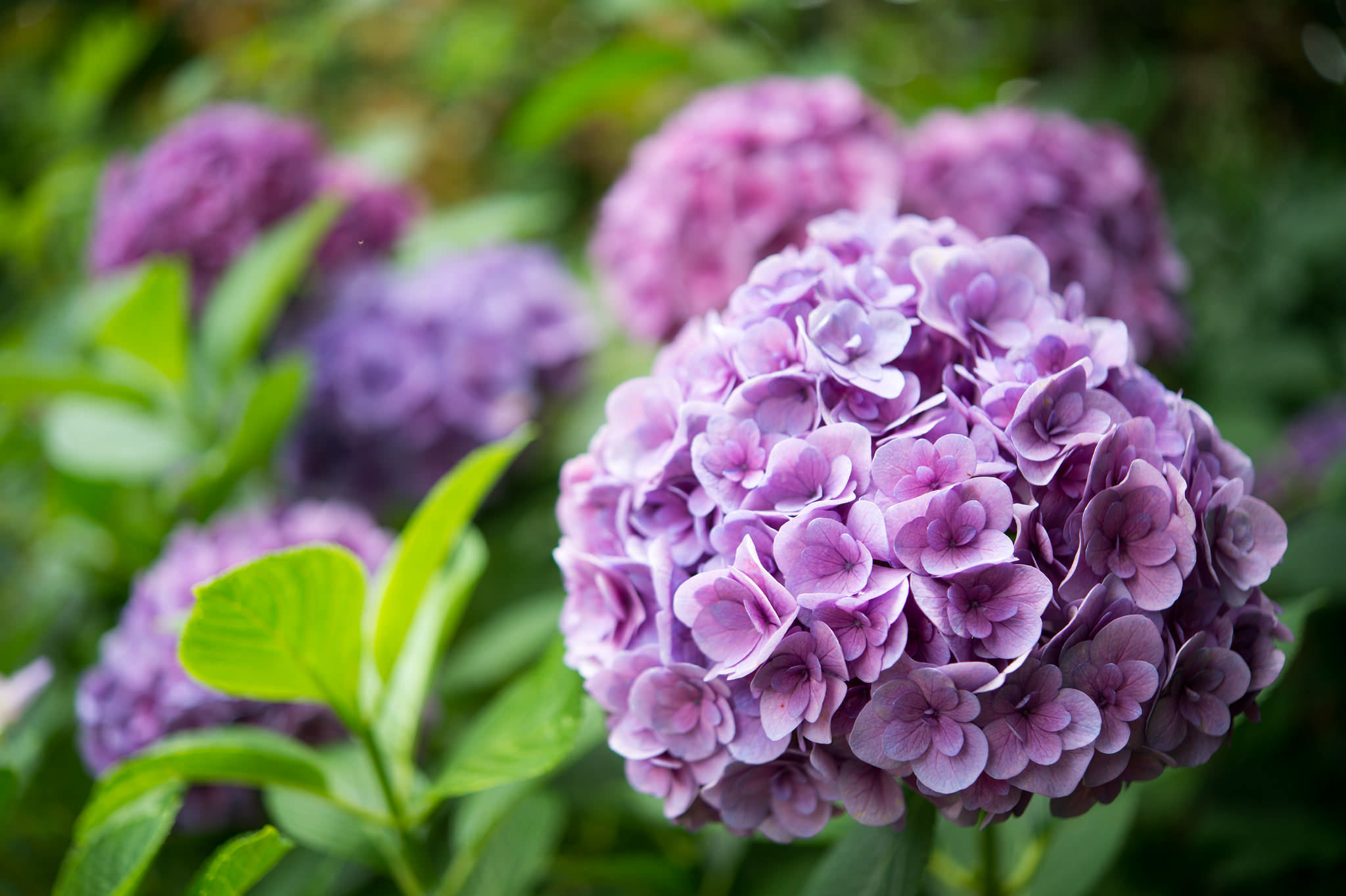 Download mobile wallpaper Nature, Flowers, Flower, Close Up, Earth, Hydrangea, Purple Flower for free.