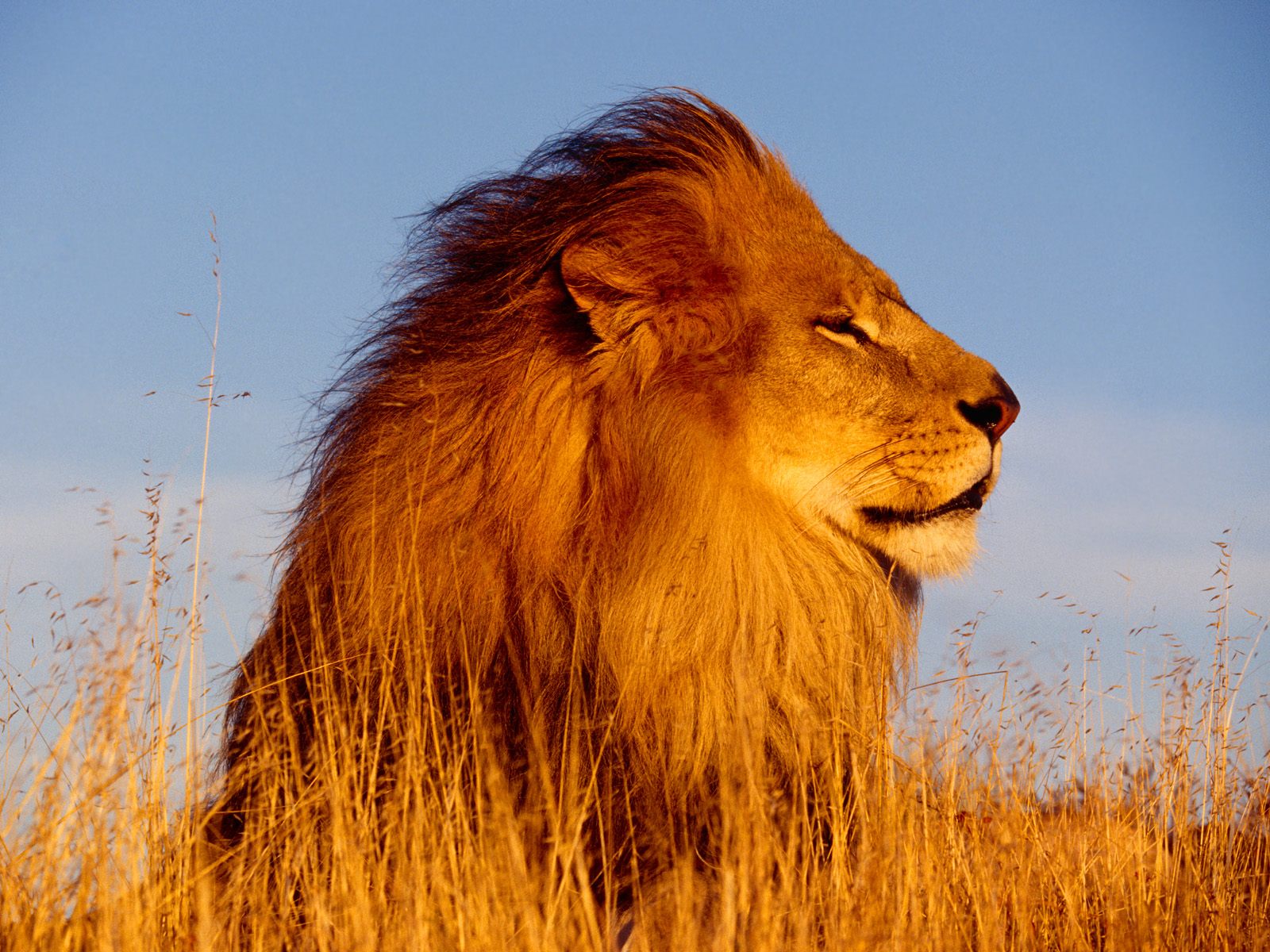 Téléchargez gratuitement l'image Animaux, Lion sur le bureau de votre PC