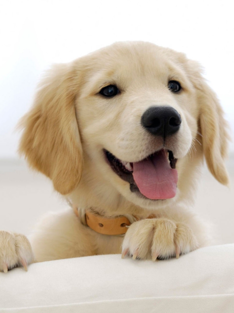 Handy-Wallpaper Tiere, Hunde, Golden Retriever kostenlos herunterladen.