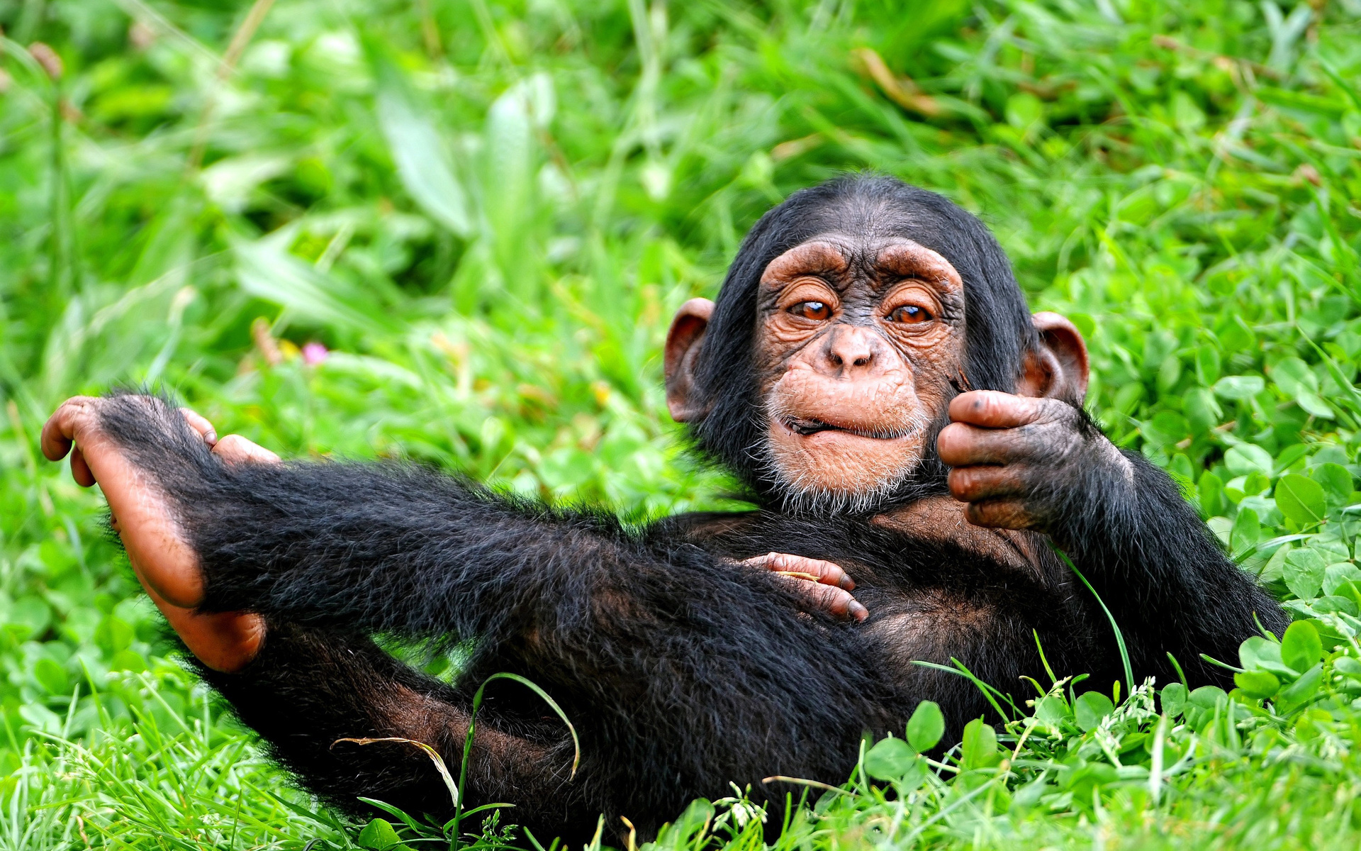 1452547 Hintergrundbild herunterladen tiere, schimpanse - Bildschirmschoner und Bilder kostenlos