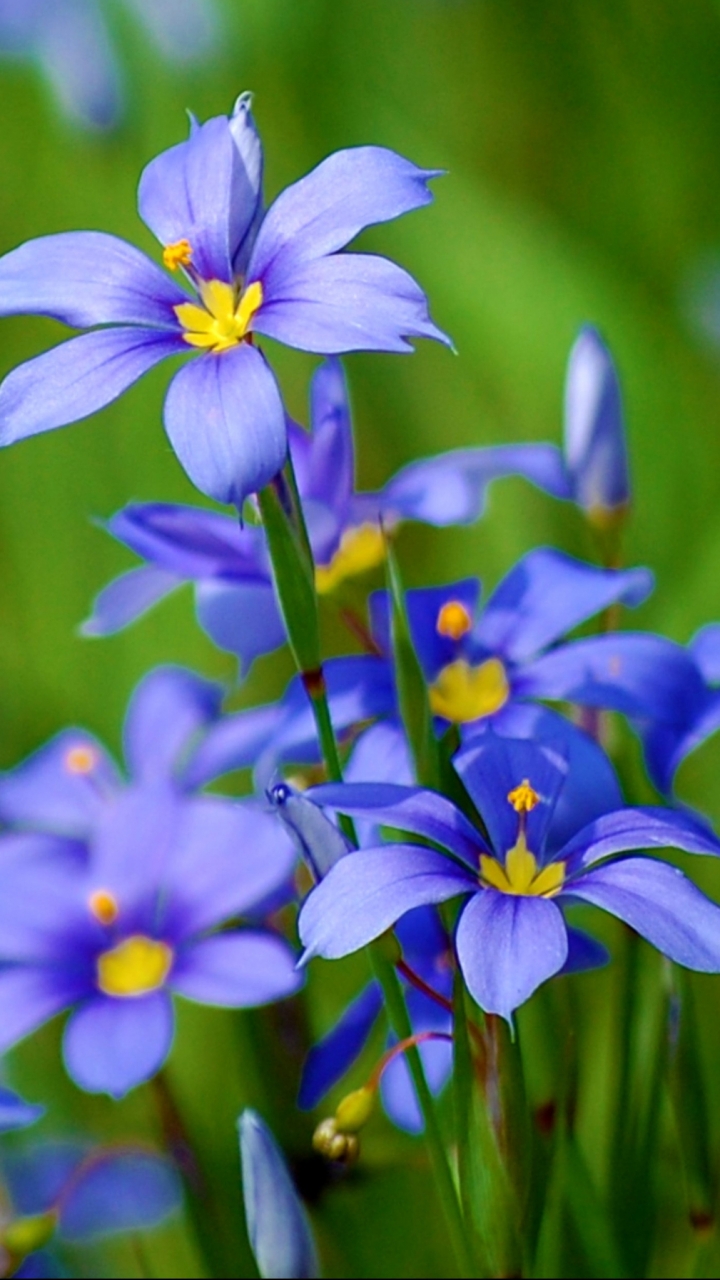 Descarga gratuita de fondo de pantalla para móvil de Flores, Flor, Tierra/naturaleza.