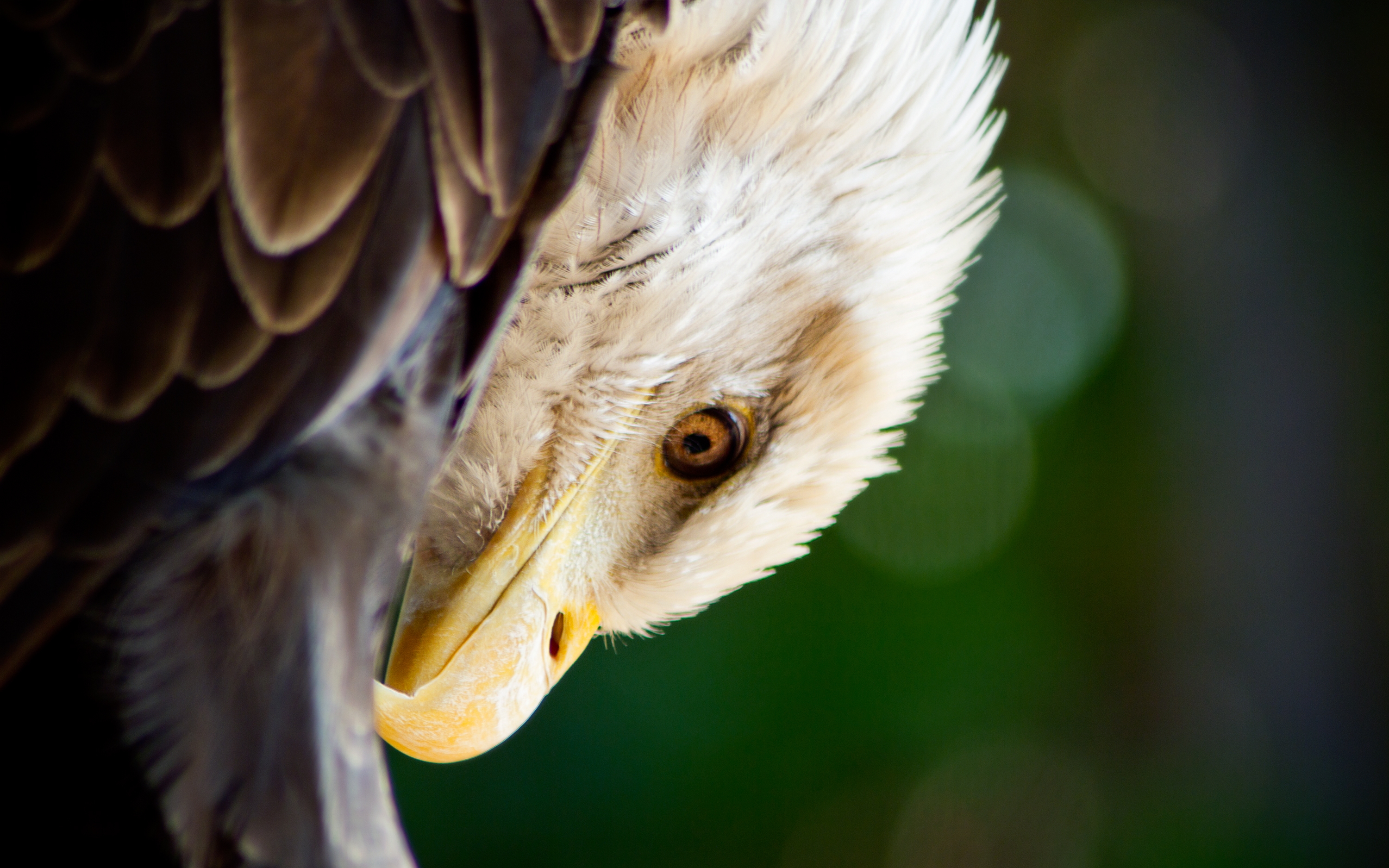 Download mobile wallpaper Bald Eagle, Birds, Animal for free.