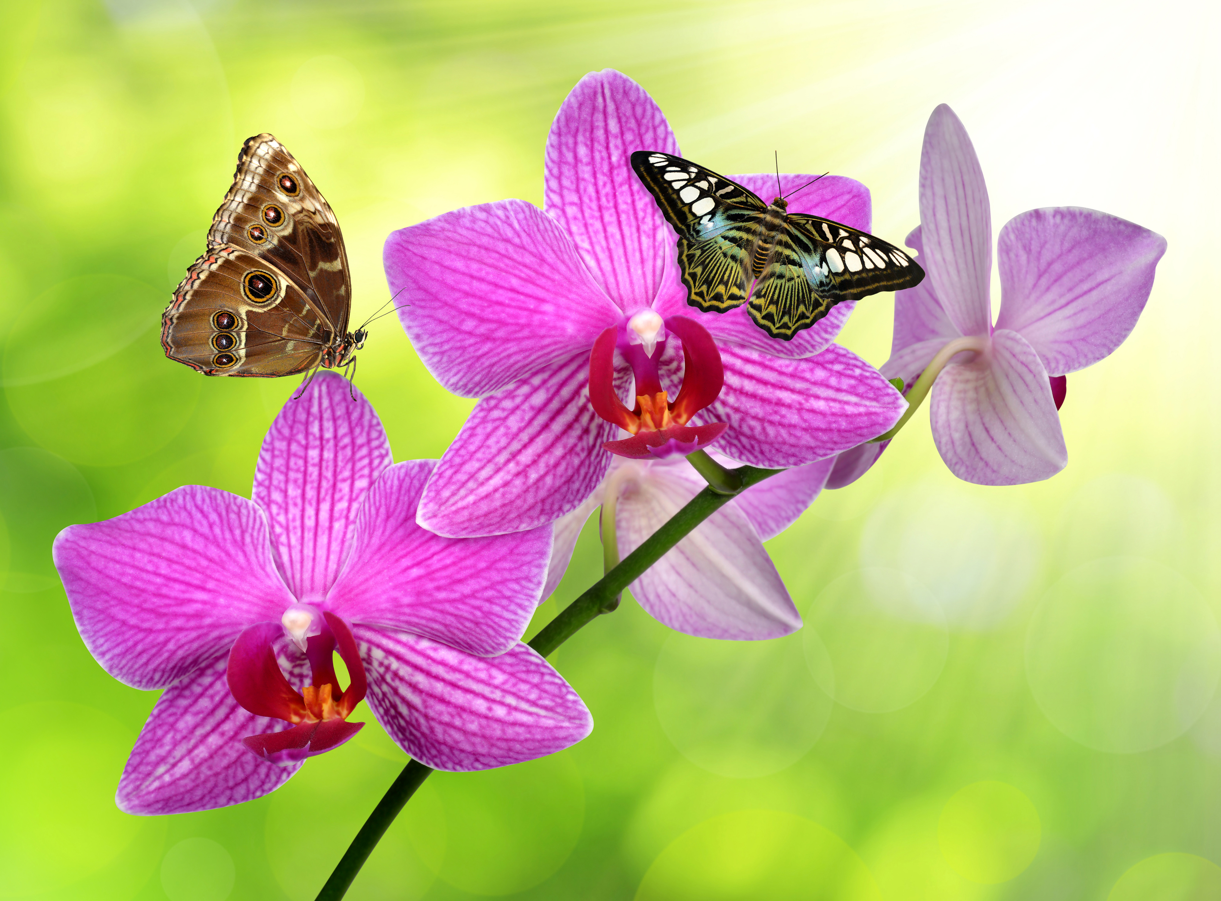 Скачать картинку Животные, Цветок, Бабочка, Орхидея, Розовый Цветок в телефон бесплатно.