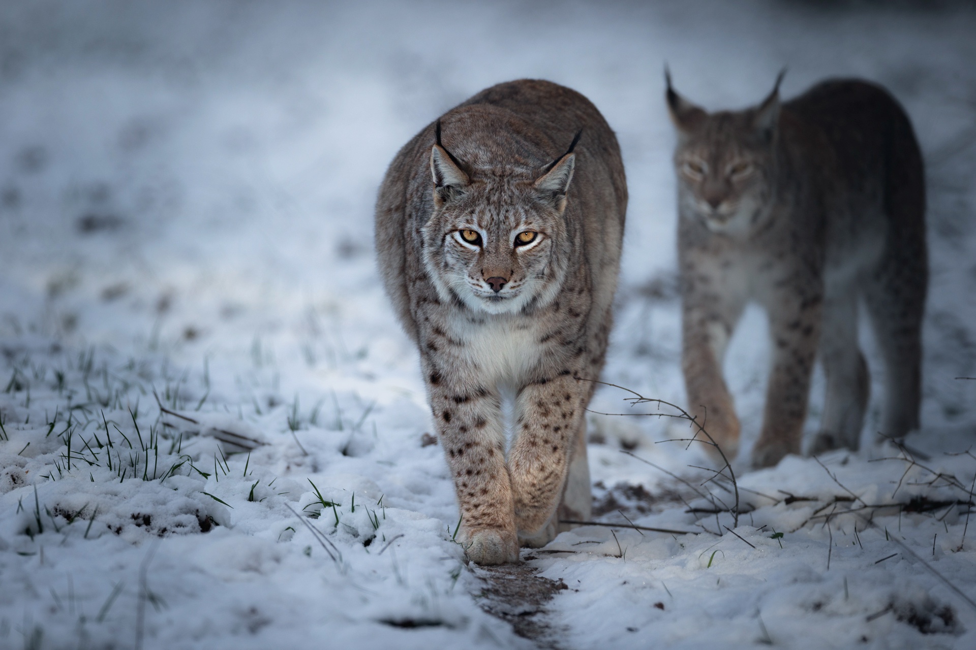 PCデスクトップに動物, 猫, リンクス画像を無料でダウンロード