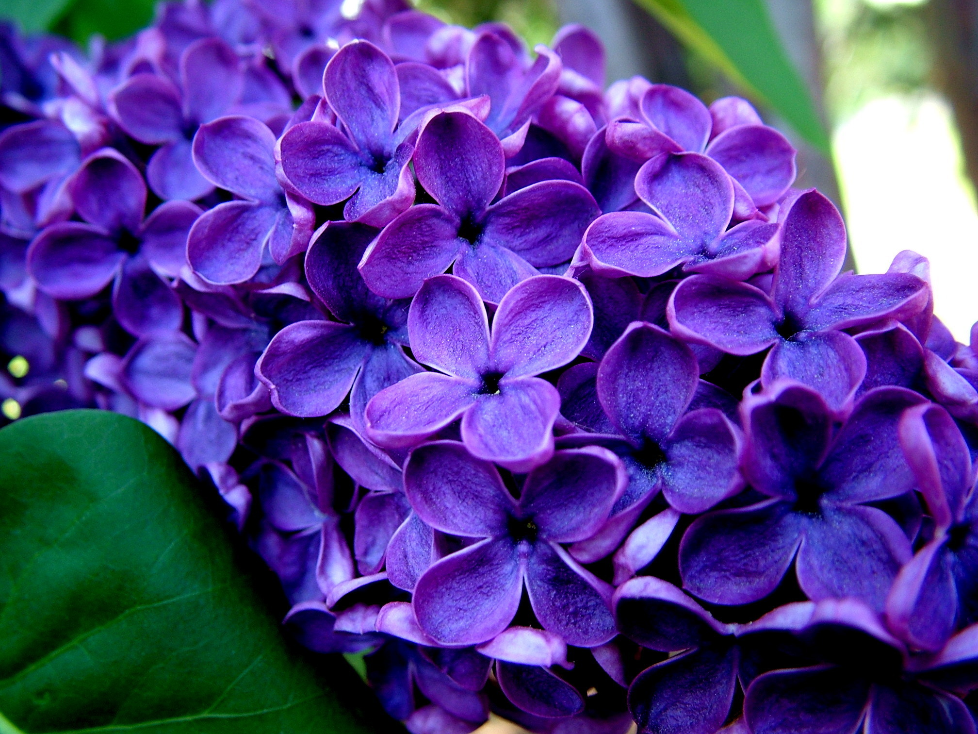 Laden Sie das Blumen, Blume, Erde/natur, Flieder-Bild kostenlos auf Ihren PC-Desktop herunter