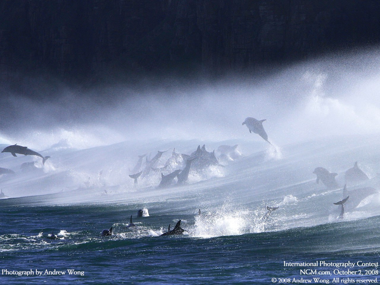 Descarga gratuita de fondo de pantalla para móvil de Delfines, Animales, Mar, Agua.