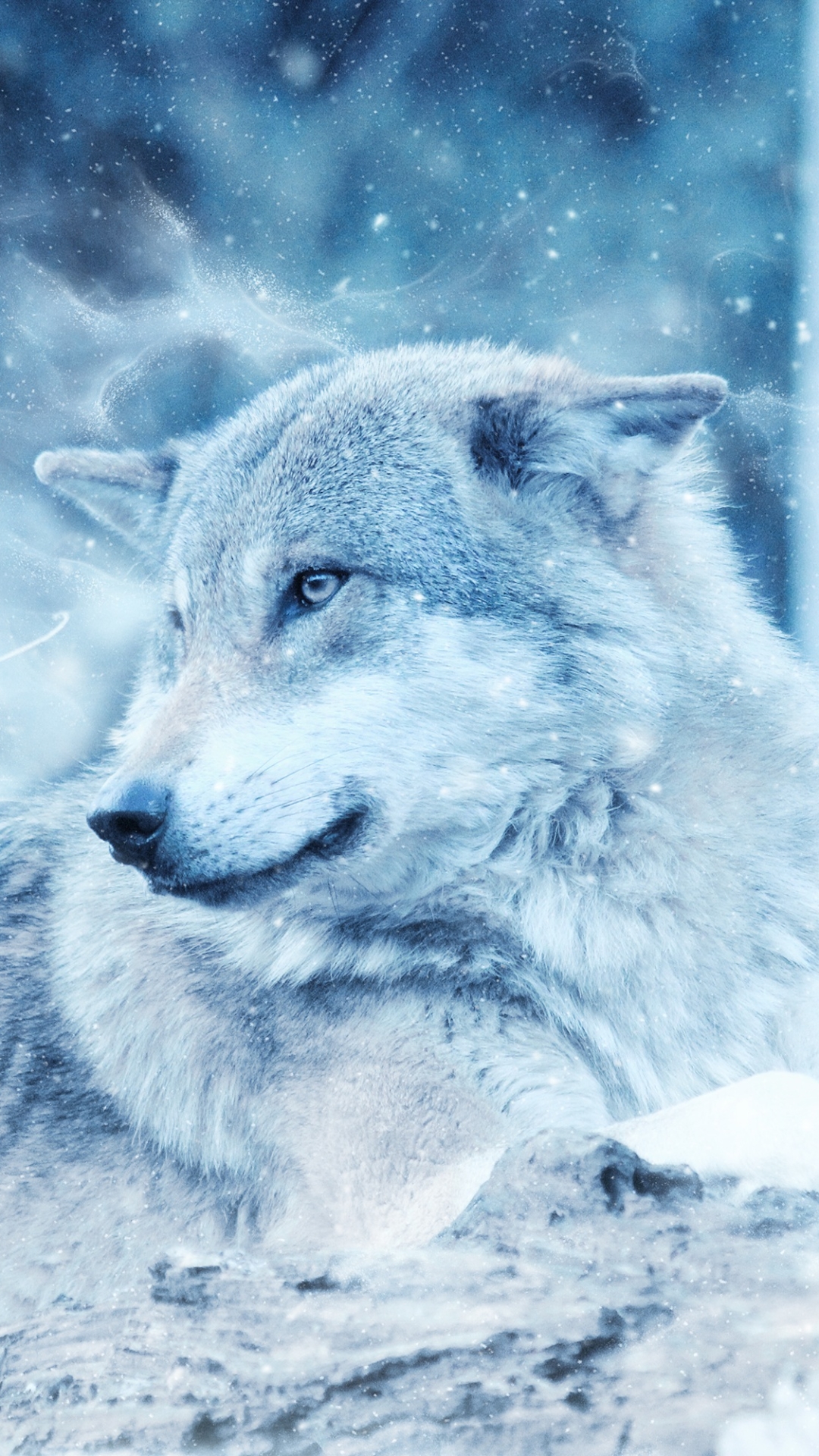 Download mobile wallpaper Wolf, Animal, Lying Down, Wolves for free.