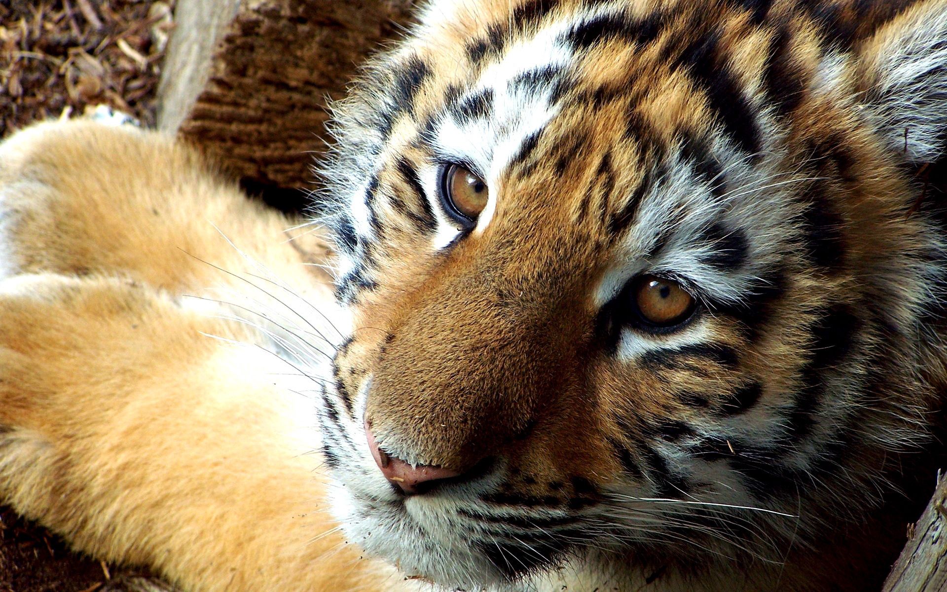 109970 Hintergrundbild herunterladen tiere, junge, tiger, nett, joey, klein, art, tigerjunges - Bildschirmschoner und Bilder kostenlos