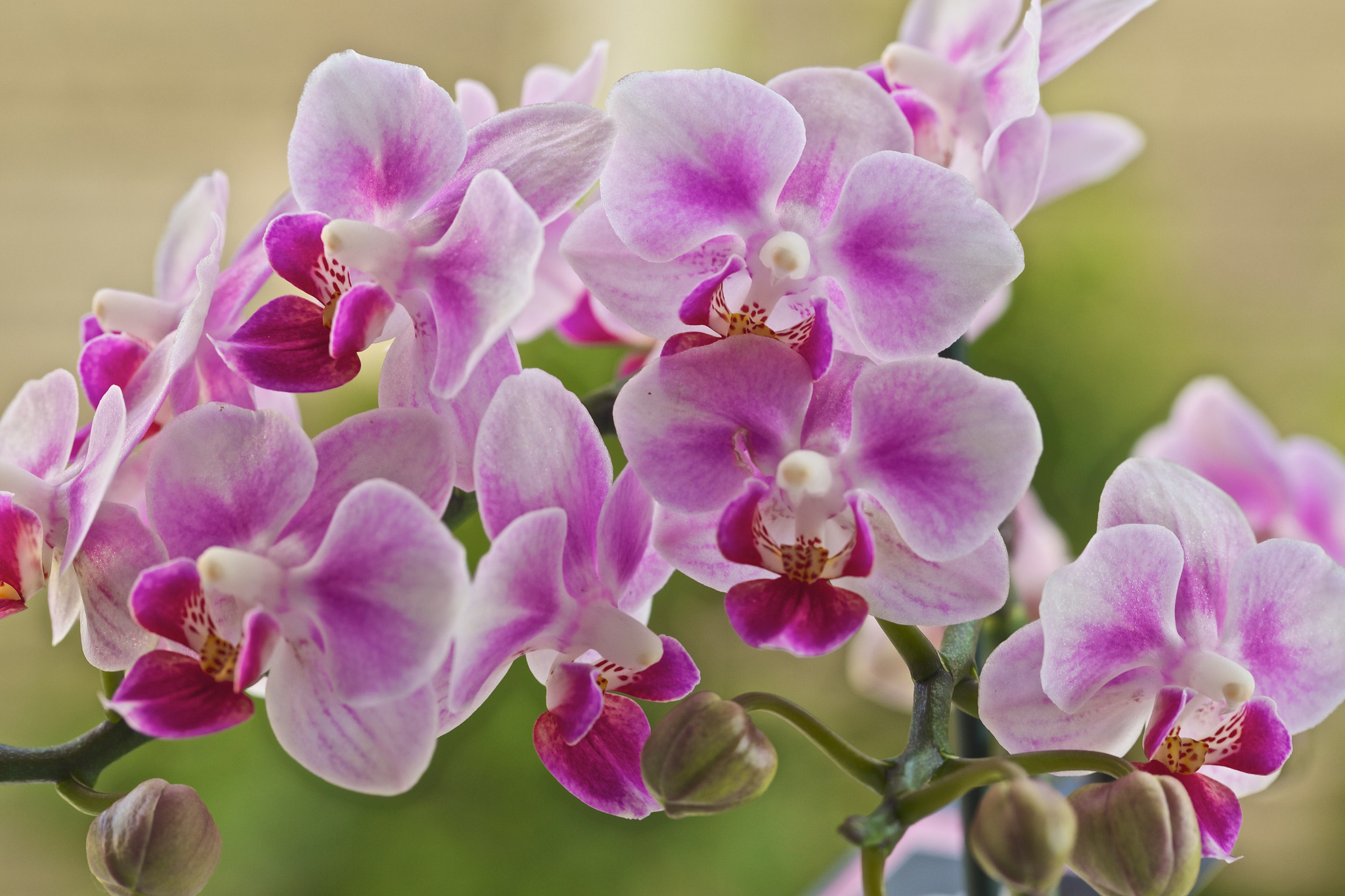 Descarga gratis la imagen Naturaleza, Flores, Flor, Flor Rosa, Orquídea, Tierra/naturaleza en el escritorio de tu PC
