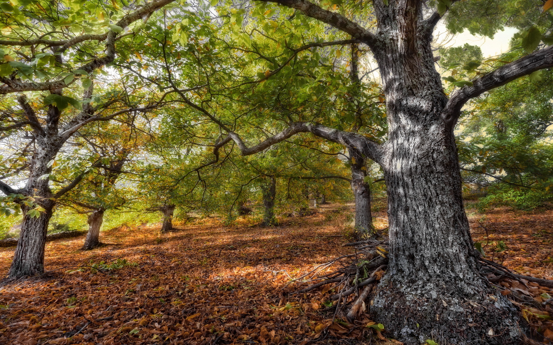 Free download wallpaper Landscape, Nature, Forest, Leaf, Fall, Earth, Hdr, Season, Scenic on your PC desktop