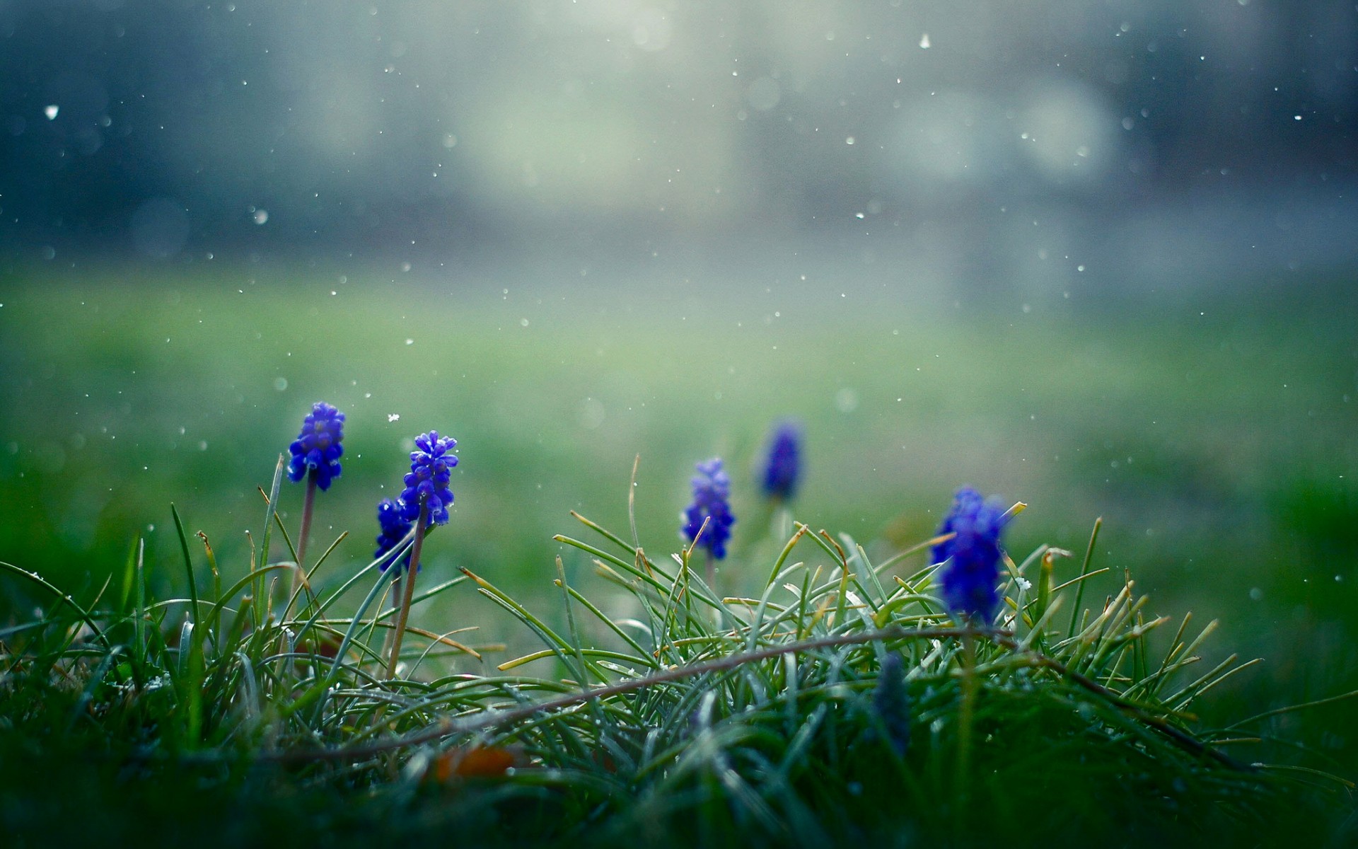 Laden Sie das Blumen, Blume, Erde/natur-Bild kostenlos auf Ihren PC-Desktop herunter