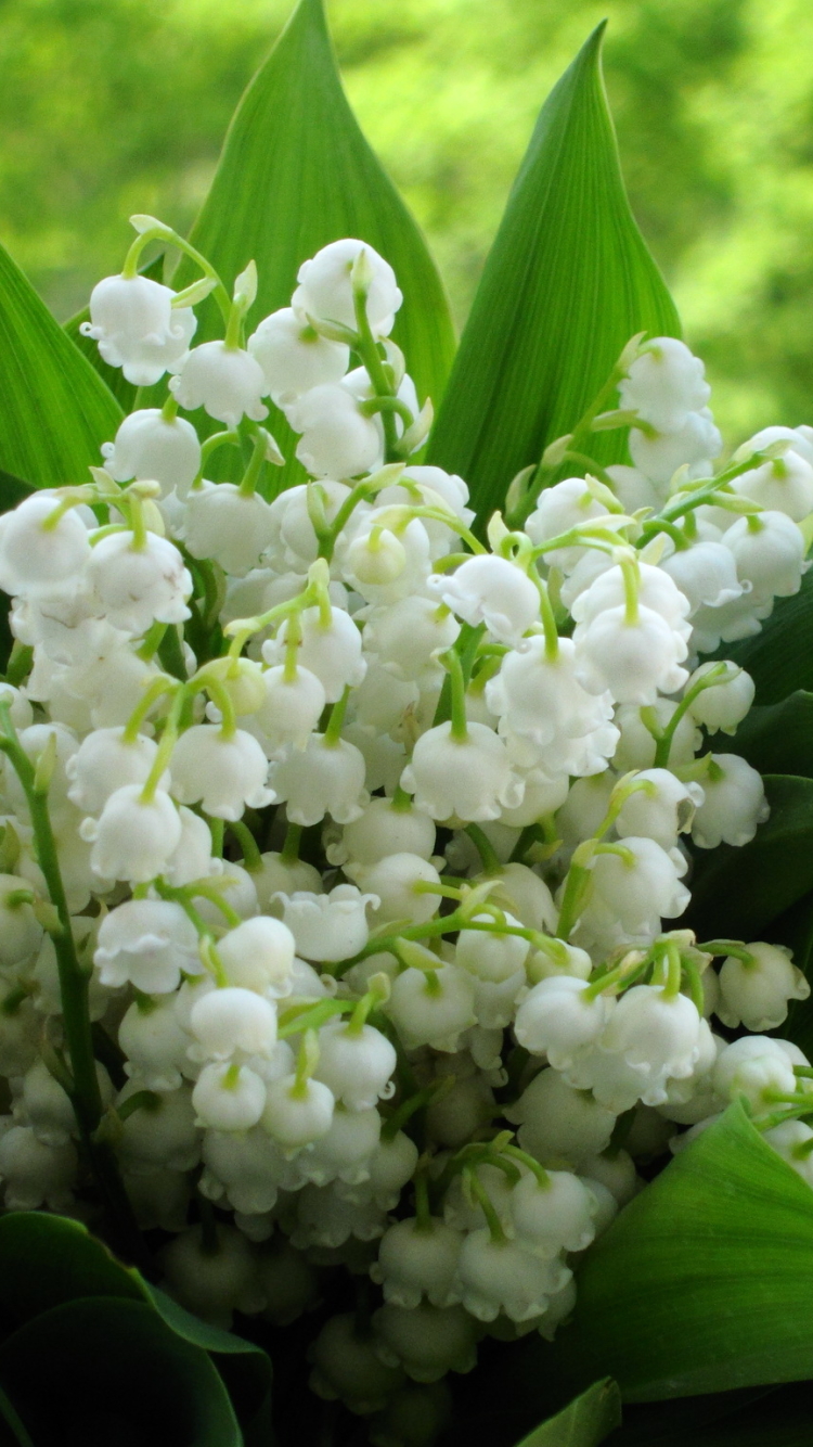 Descarga gratuita de fondo de pantalla para móvil de Flores, Flor, Tierra/naturaleza.