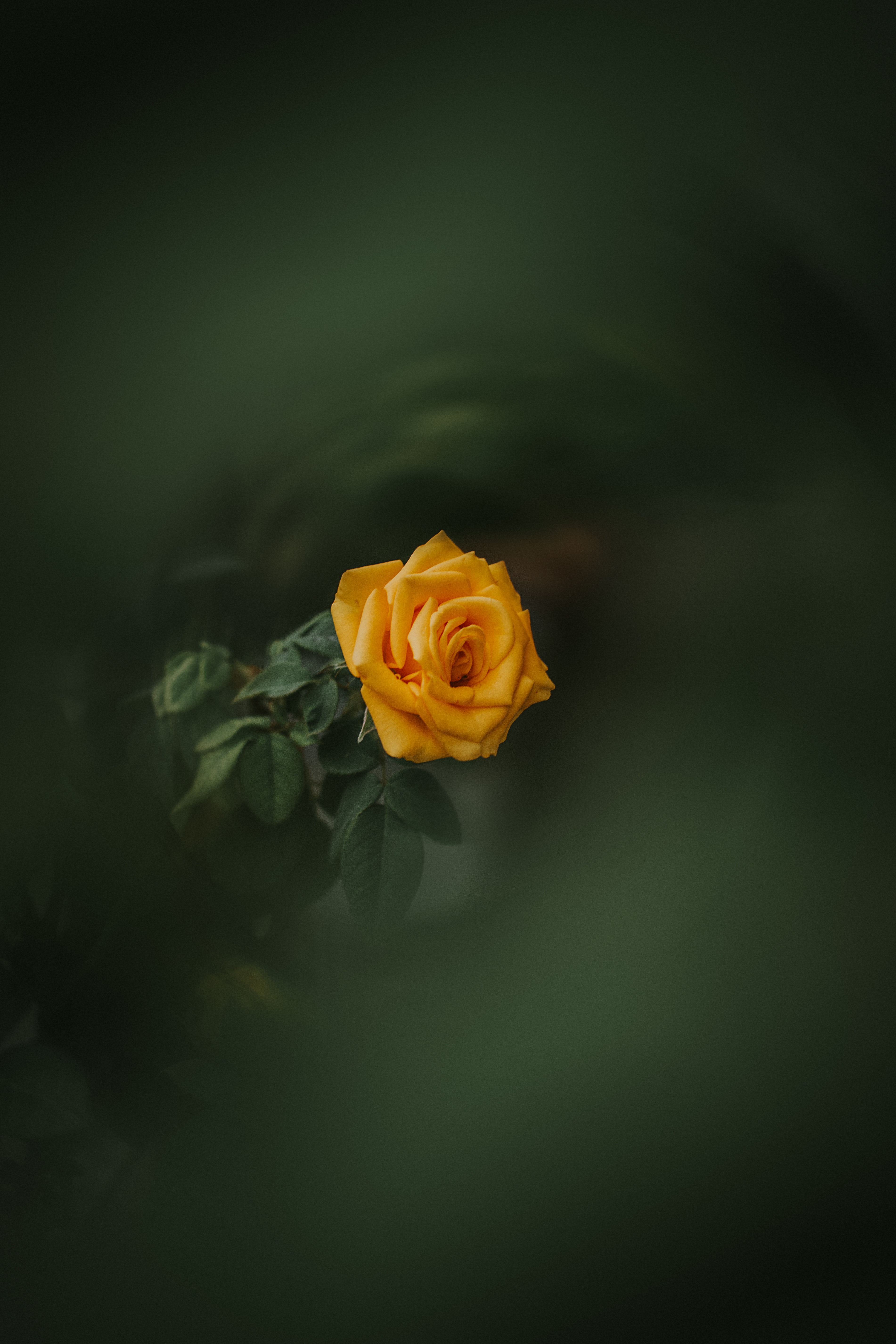 vertical wallpaper rose, rose flower, green, flowers, yellow, bud, blur, smooth, garden