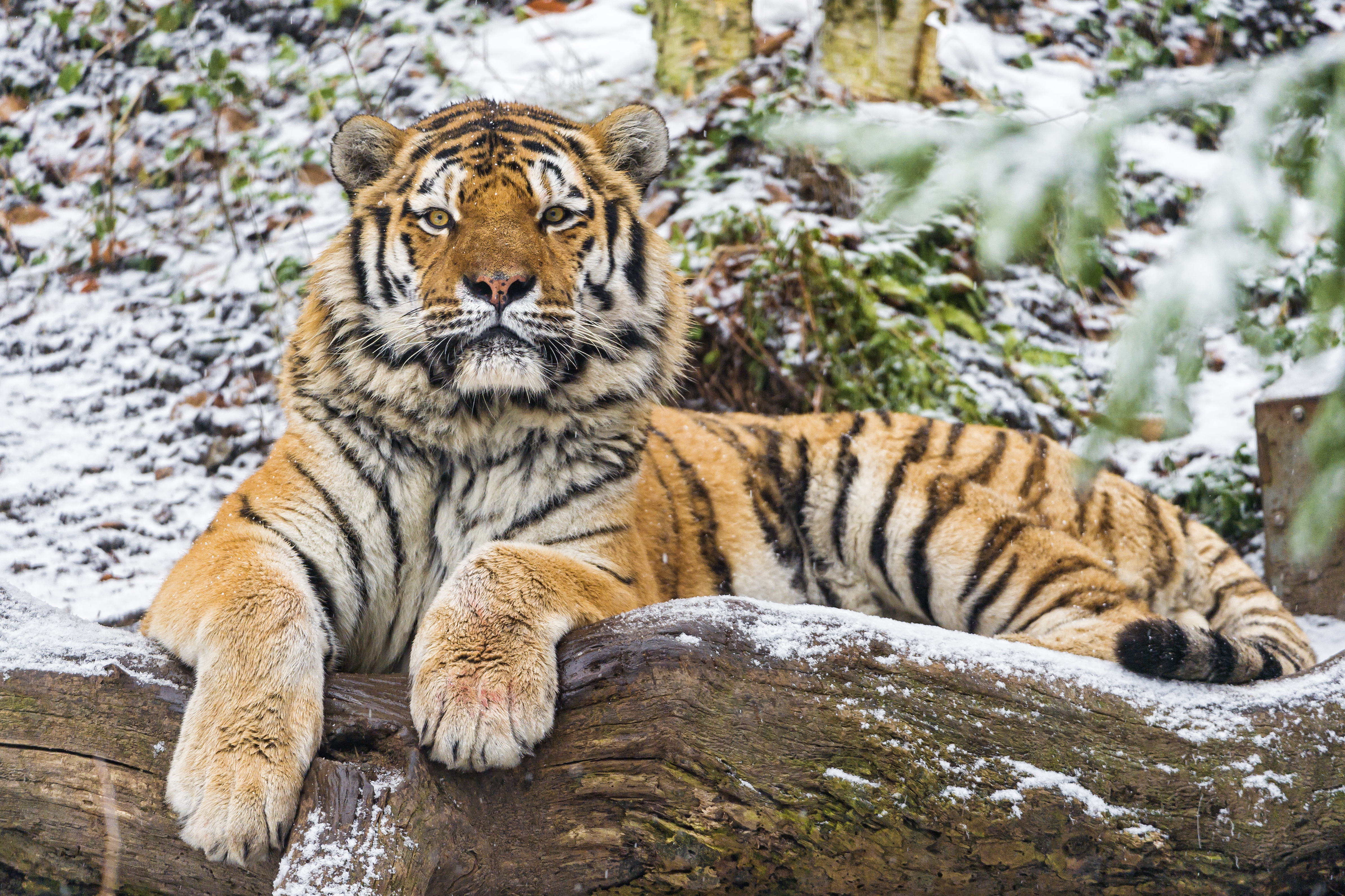 105856 скачать обои животные, амурский тигр, большая кошка, хищник - заставки и картинки бесплатно