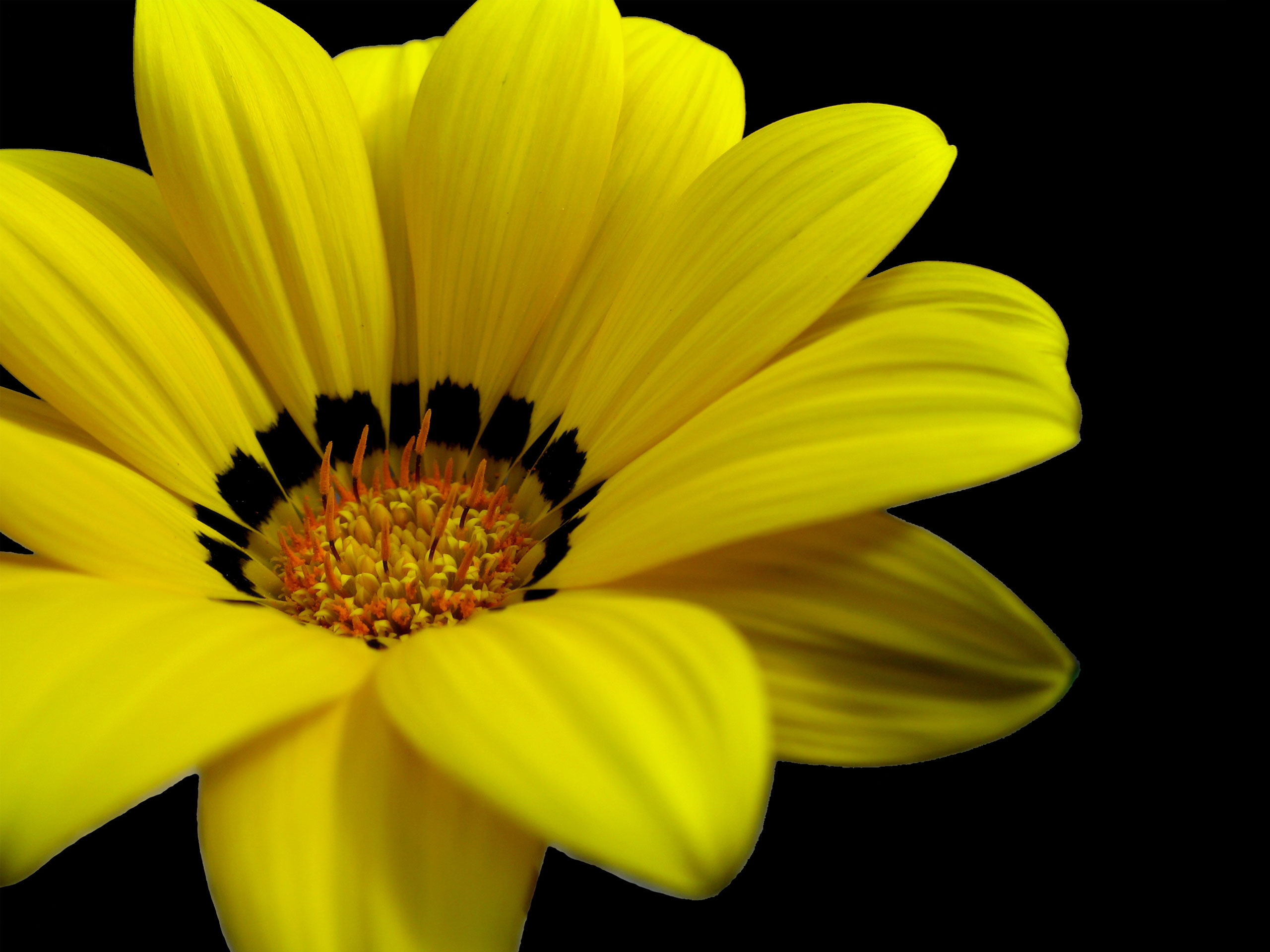Download mobile wallpaper Flowers, Flower, Close Up, Earth, Daisy, Dahlia, Yellow Flower for free.