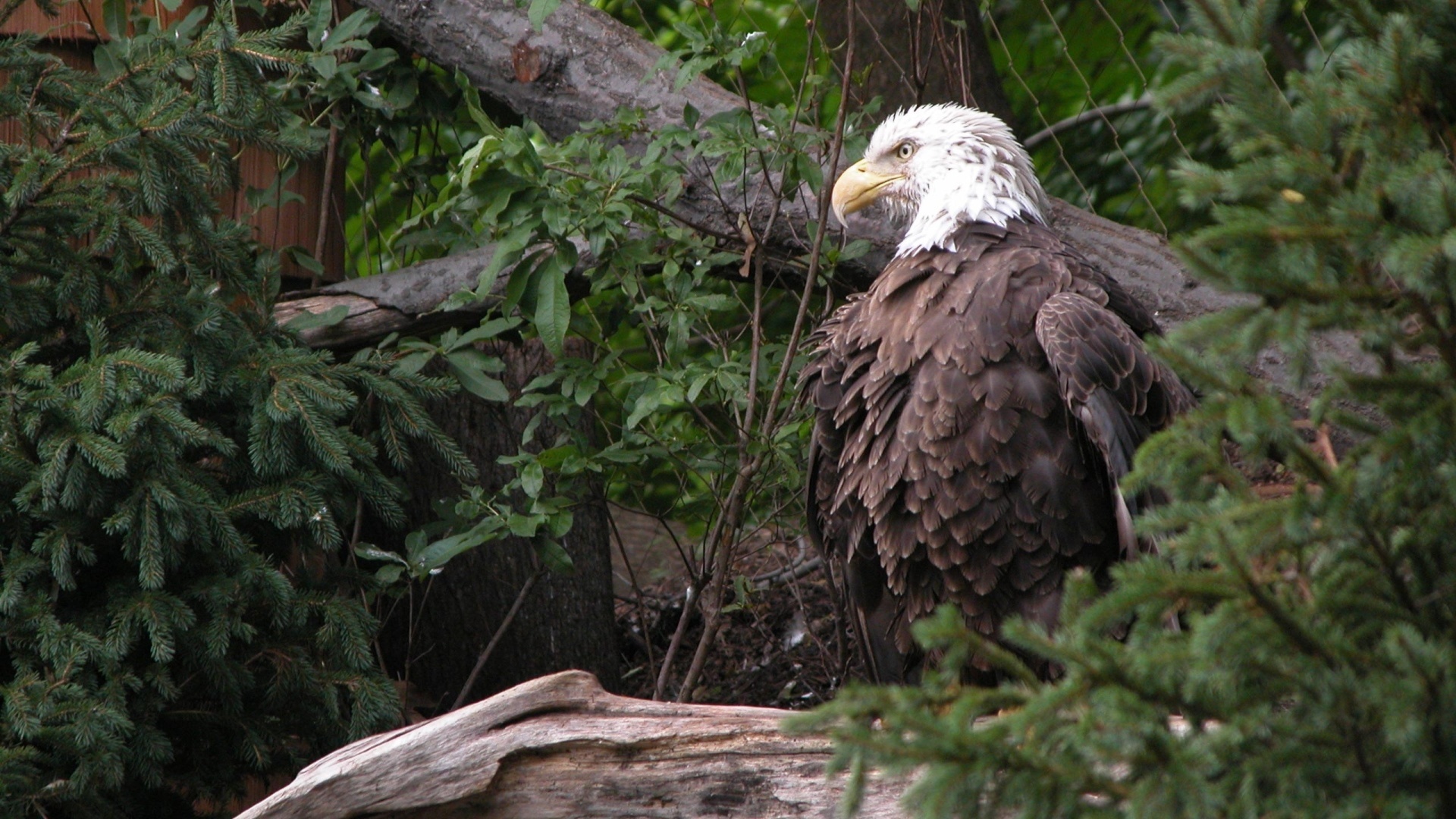 Handy-Wallpaper Tiere, Weißkopfseeadler kostenlos herunterladen.