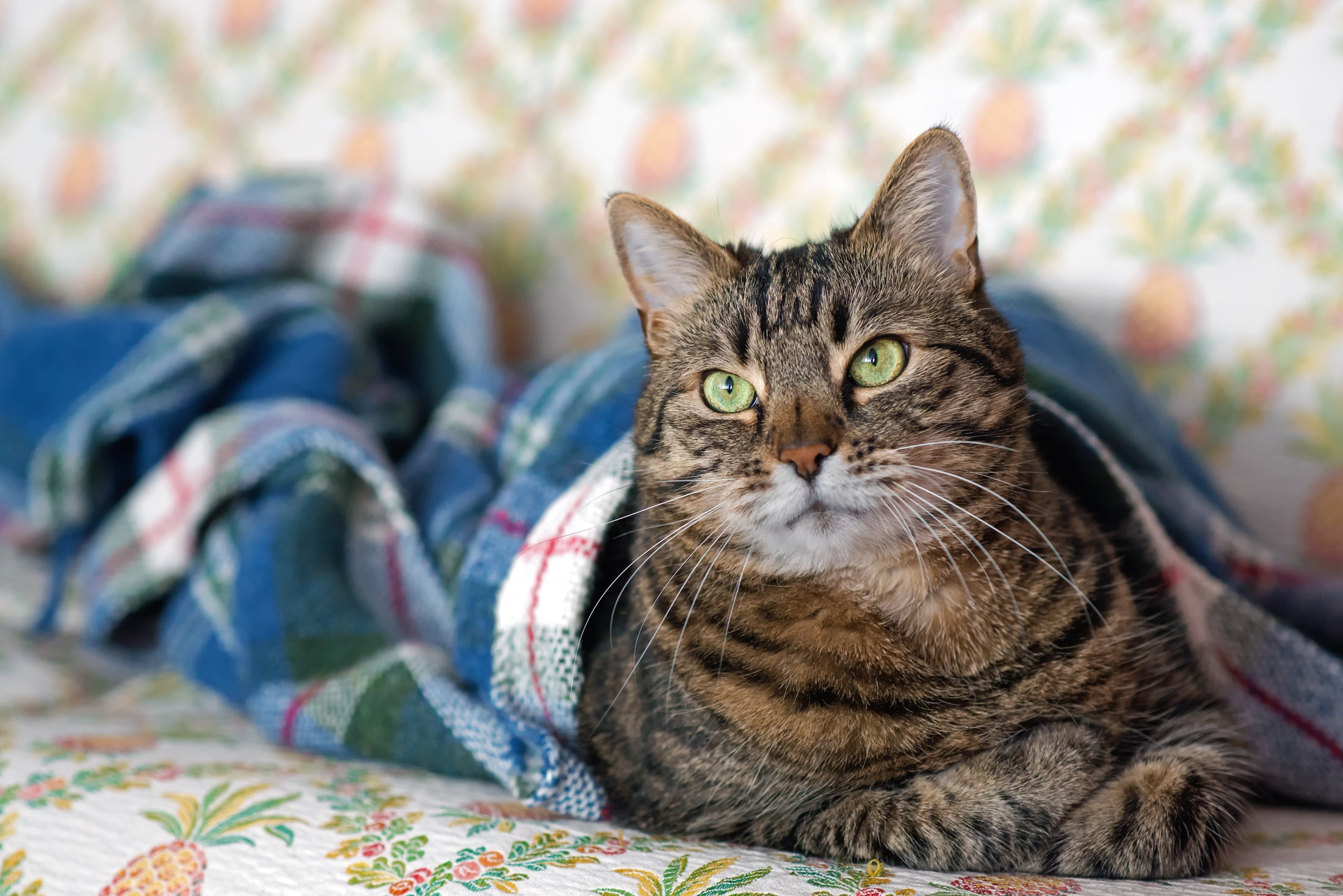 Baixe gratuitamente a imagem Animais, Gatos, Gato, Olhar Fixamente na área de trabalho do seu PC