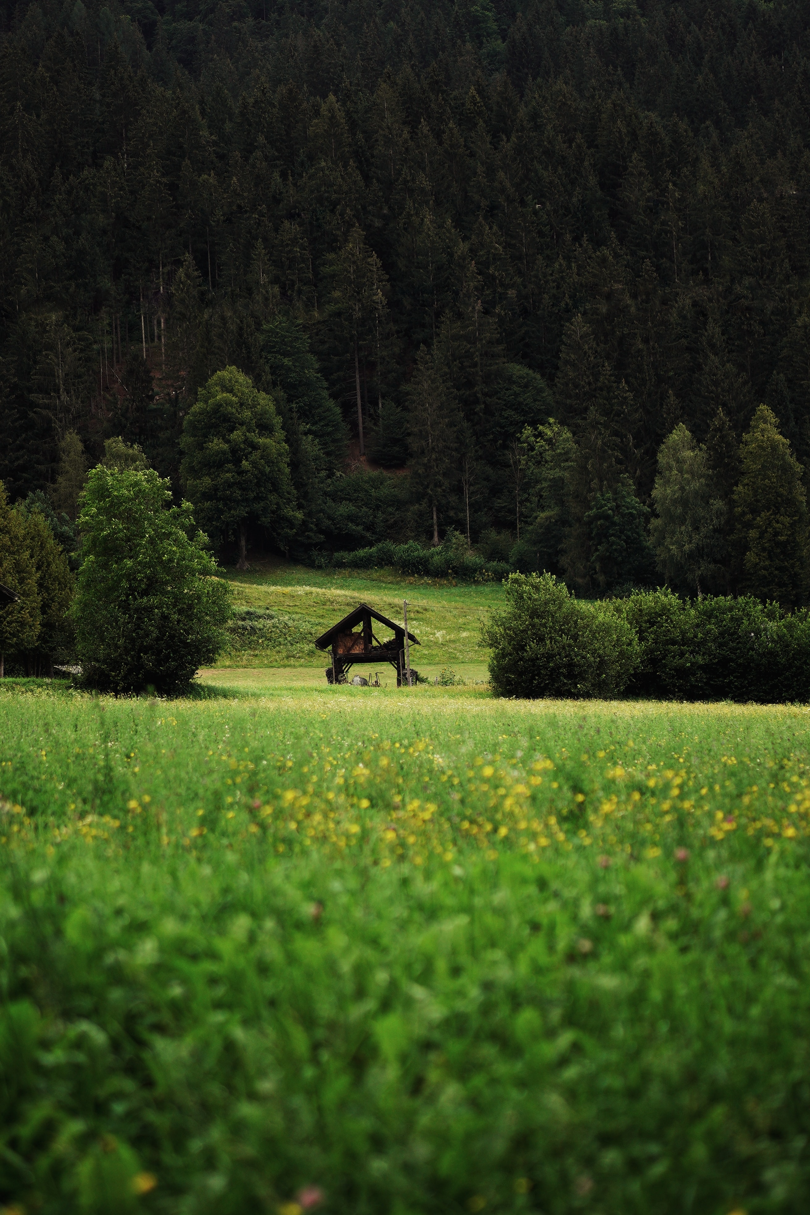 Download mobile wallpaper Bush, Grass, Forest, Nature, Hut for free.